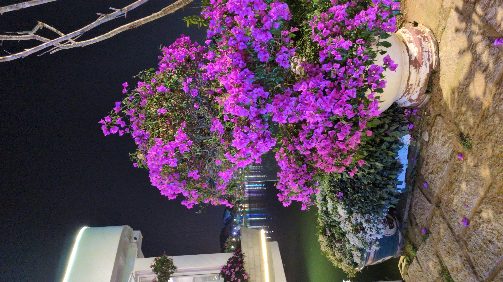 The image depicts a nighttime scene in Da Lat, Vietnam. In the foreground, there are two large potted plants. One pot is white and filled with vibrant purple bougainvillea flowers. The other pot is green and contains a mix of green foliage and white flowers. The pots sit on a stone pathway. In the background, there is a body of water with light reflections, suggesting a lake or river. Beyond the water, there are illuminated structures, potentially buildings or bridges, with their lights reflecting on the water. A building with a white facade is visible on the left side of the image. There are bare tree branches in the top left corner of the frame against a dark sky. The overall atmosphere is serene and illuminated by artificial lights.