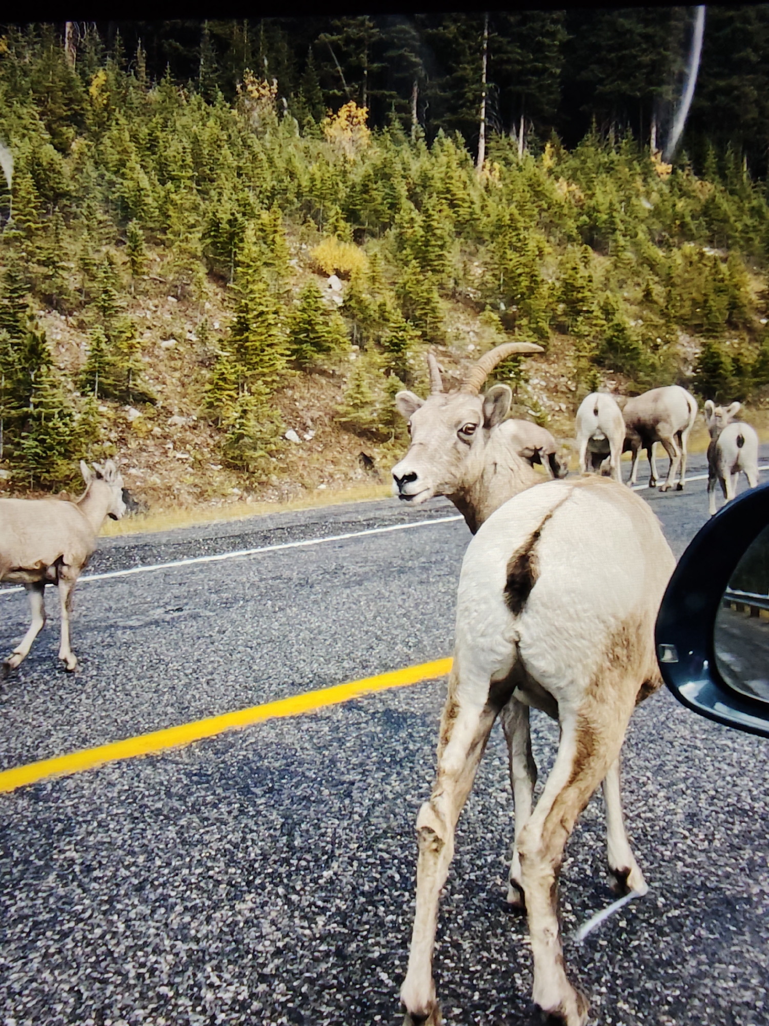 The image depicts a group of bighorn sheep on a paved road, likely a scenic route near Calgary, Canada, given the presence of coniferous forests and mountainous terrain typical of the region. In the foreground, the hindquarters of a bighorn sheep are prominently displayed, facing away from the viewer. Its fur is light brown with a darker patch on its hindquarters. To the left, a younger bighorn sheep stands on the road, facing left. Further down the road, several other bighorn sheep are visible, including one with large horns facing towards the camera. The road has a white lane marking and a bright yellow line. The background consists of a steep, wooded slope covered in numerous evergreen trees, with some patches of yellow foliage suggesting the presence of deciduous trees or autumn colors. The scene appears to be captured from within a vehicle, as a portion of a dark-colored side mirror is visible on the right edge of the frame. The overall lighting suggests an outdoor daytime setting.