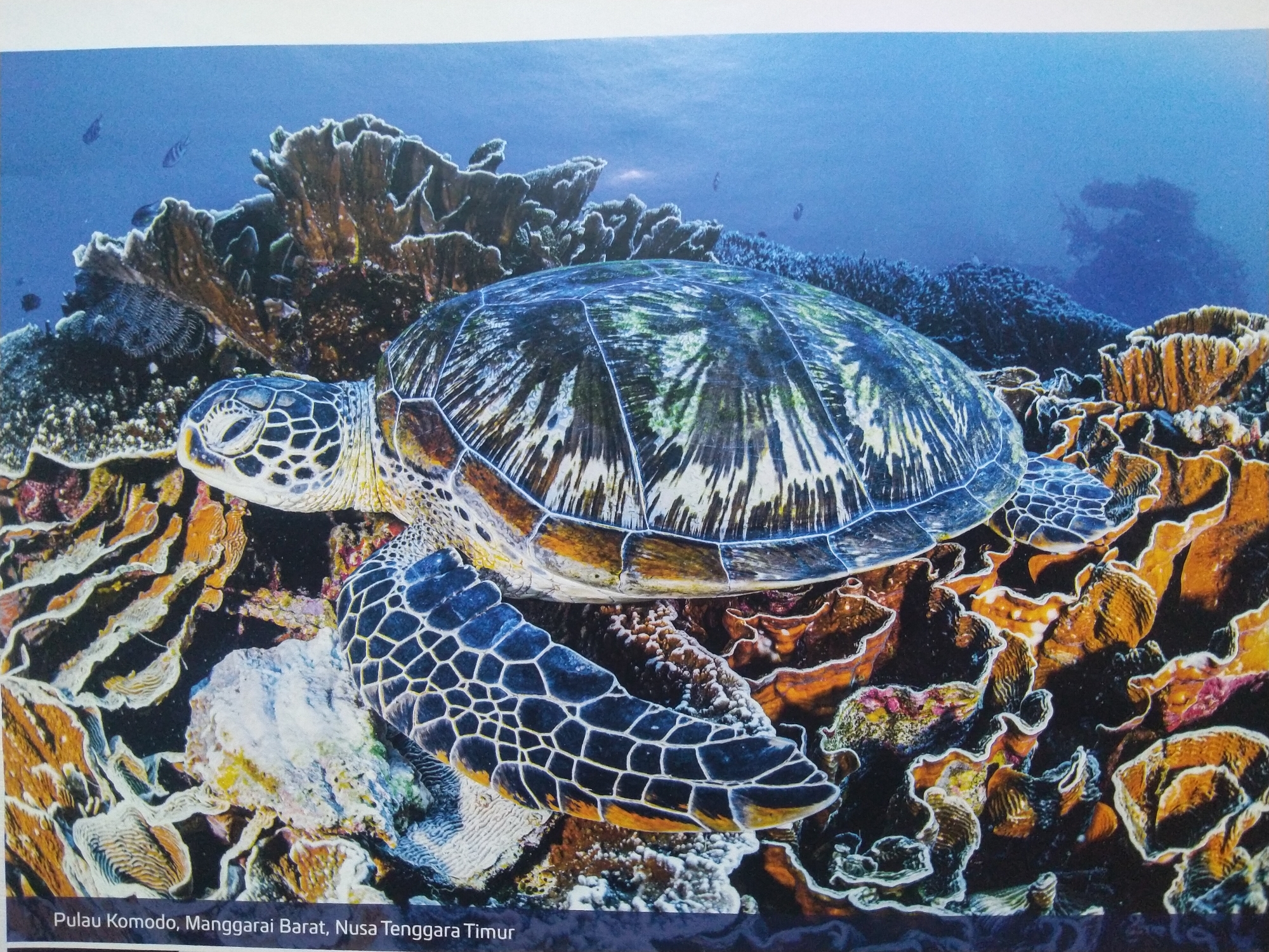 A sea turtle swims near coral reefs in the ocean. The turtle's shell is green and white, and its flippers are dark blue with white accents. The coral reefs are orange and brown, with some pink and purple accents. The water is blue, and there are a few small fish in the background. The text at the bottom of the image indicates the location is Pulau Komodo, Manggarai Barat, Nusa Tenggara Timur, Indonesia.