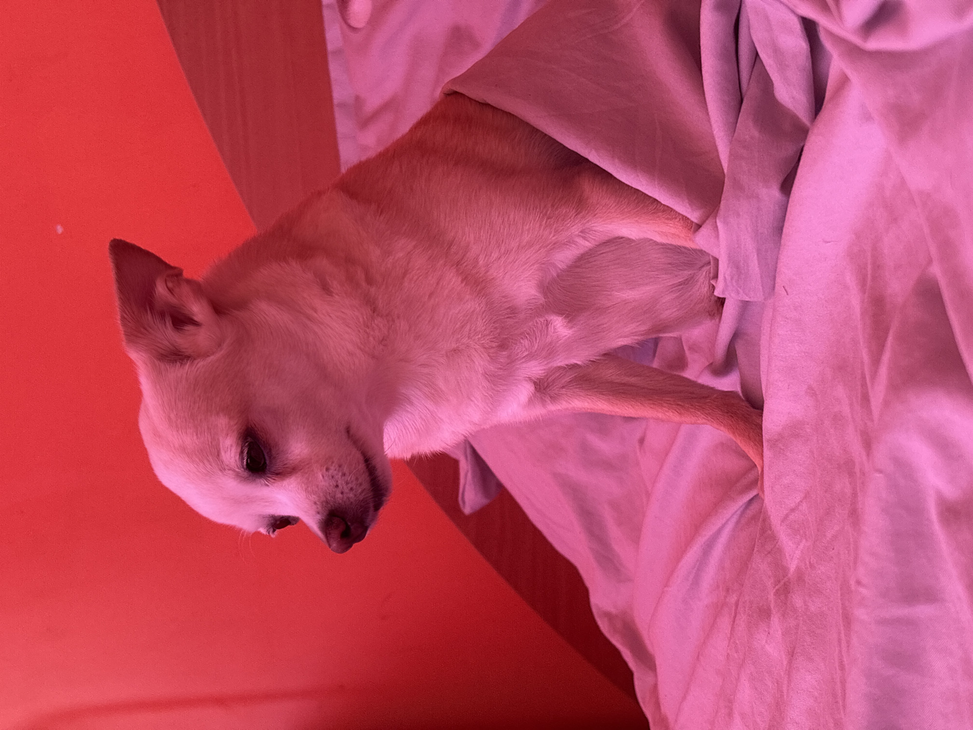 A light-colored Chihuahua is curled up in bed, peeking out from under a pink blanket. The dog has big ears and dark eyes. The bed appears to be in a room with red walls and a wooden headboard. The lighting in the room is pink, casting a soft glow over the scene. There are no people present in the image. The overall impression is one of a cozy and relaxed atmosphere. The image does not contain any information that could indicate its location in the city of Vratsa, Bulgaria.