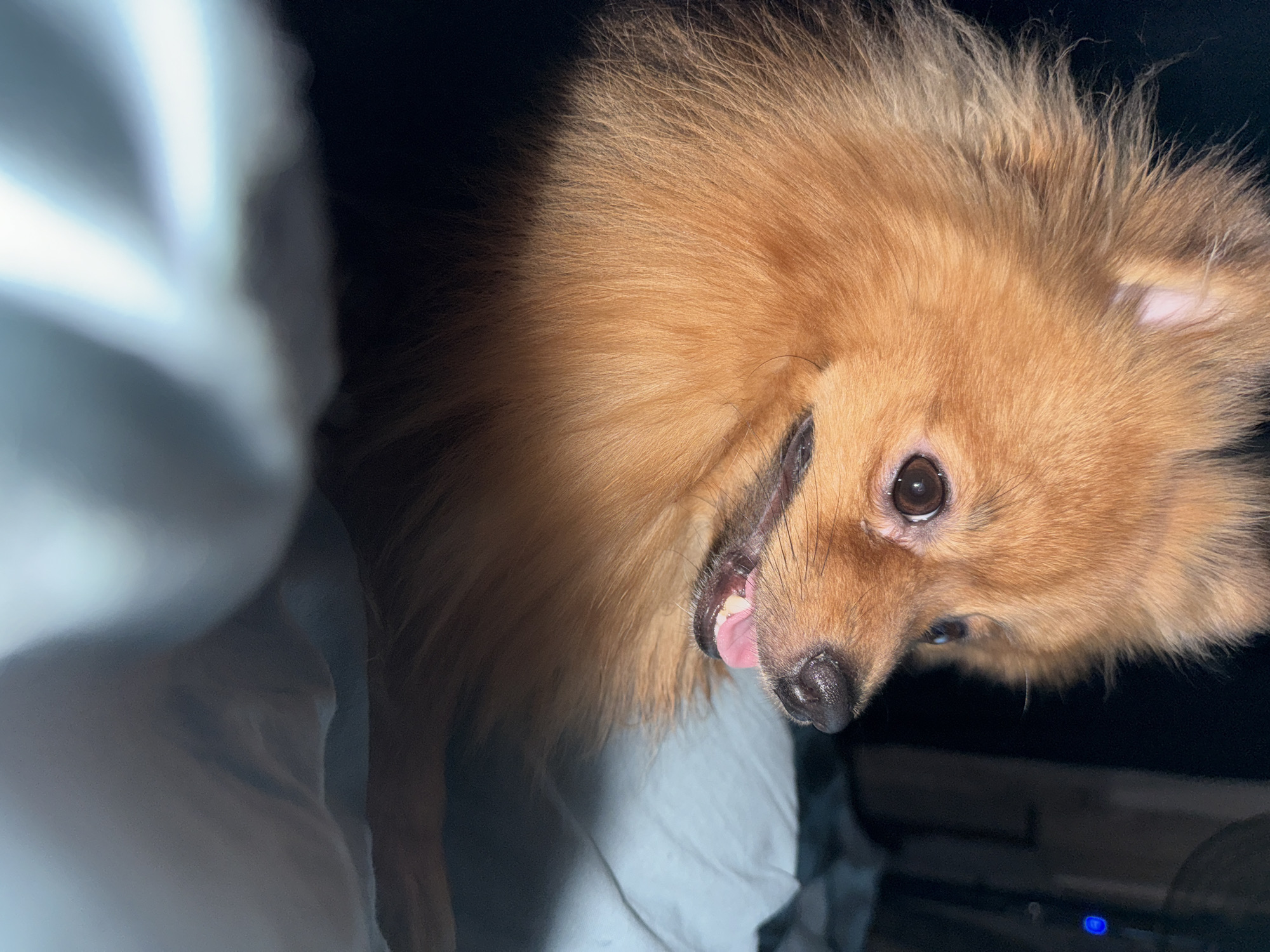 A close-up, slightly canted photograph depicts a tan Pomeranian dog. The dog has medium-length fur, a dark nose, and its mouth is slightly open, revealing its tongue. The dog's eye is in sharp focus. To the left of the dog is a blurred white fabric, possibly a blanket or pillow. The background behind the dog is dark. The image contains no information to suggest it was taken in Khimki, Russia.