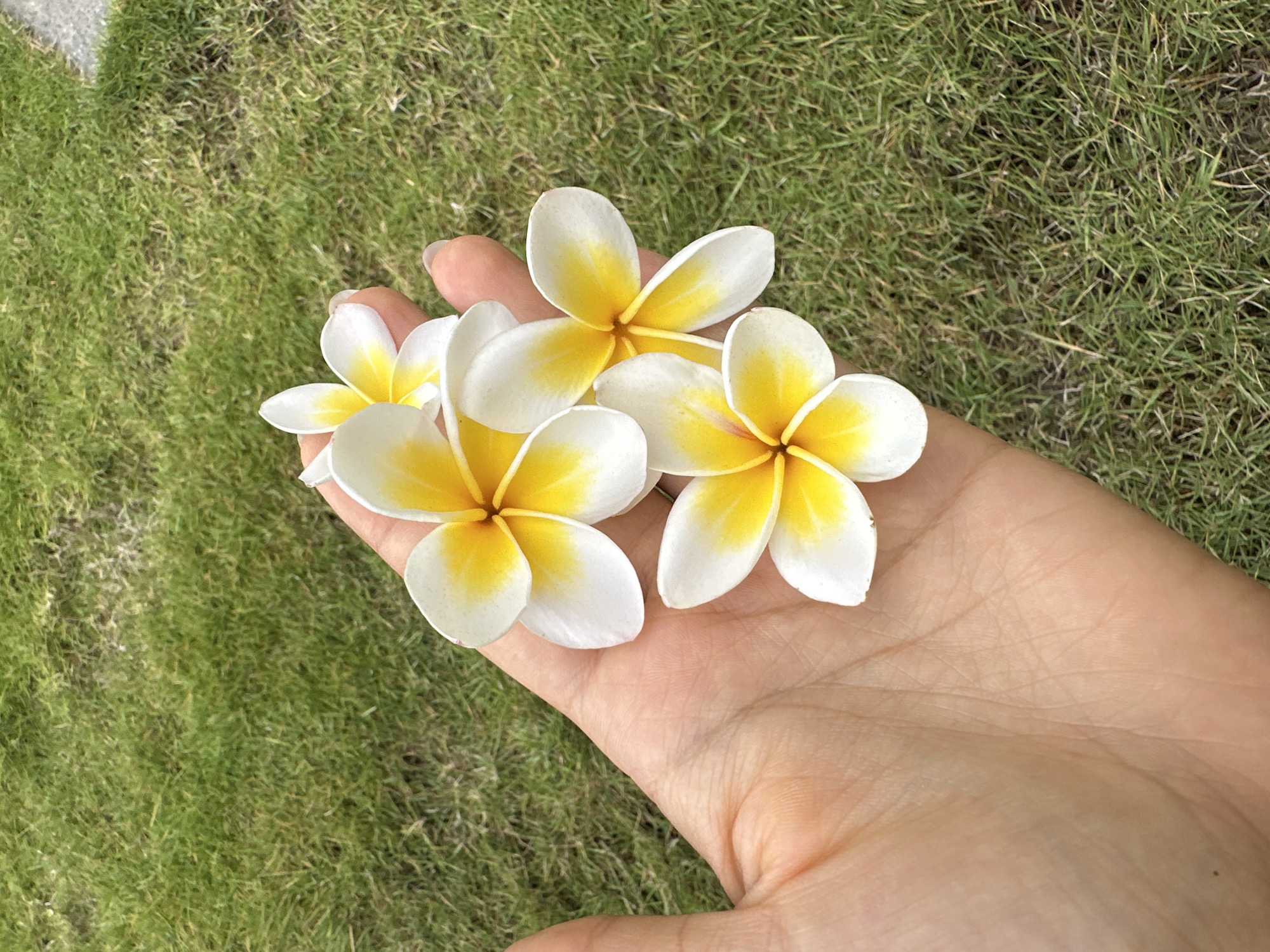 A person's hand, with lightly tanned skin and visible palm lines, is holding four white and yellow Plumeria flowers against a backdrop of short, green grass. The flowers are arranged with their petals facing upwards. The scene is likely outdoors in Kuta Selatan, Indonesia, a region known for its tropical climate and abundant Plumeria trees, which are commonly used in offerings and decorations.