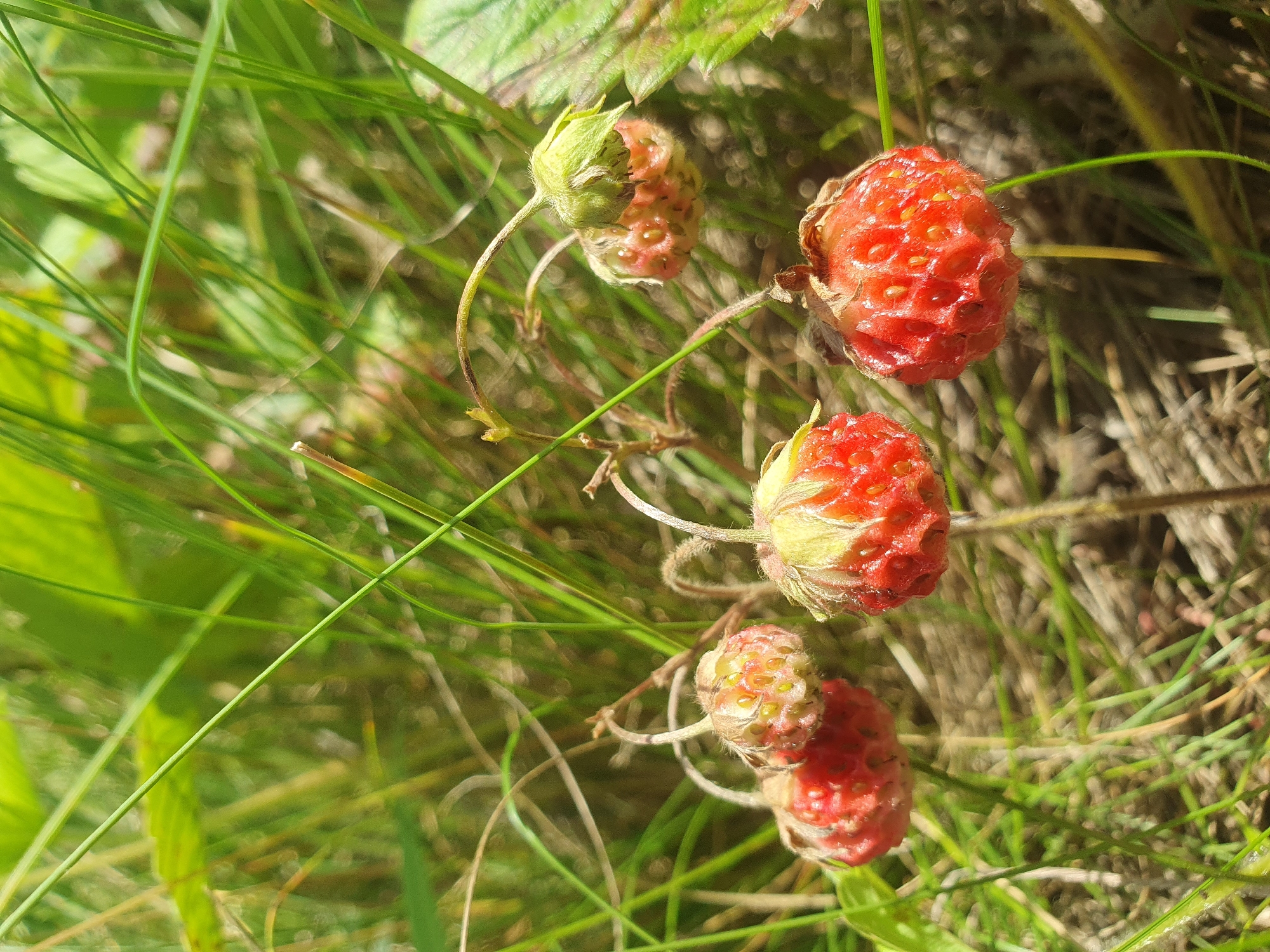This is a close-up, eye-level, outdoor photograph of several wild strawberries growing in a grassy area. The strawberries are small and red, with visible seeds. They are attached to thin stems, some of which are curved. The surrounding environment consists of green grass and some dry foliage. The lighting suggests a sunny day. The location is identified as Smorodinka, Russia. There are no people or animals visible in the image.