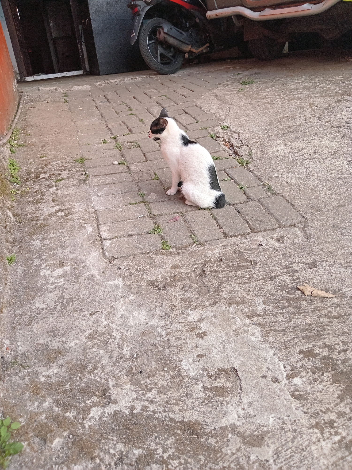 A black and white cat sits on a paved walkway outside a building. The cat is facing left and appears to be looking at something off-camera. Behind the cat, a motorcycle and a vehicle are partially visible. The ground is made of grey concrete pavers with some areas of rough concrete. There are small green plants growing in some of the cracks between the pavers and along the edge of the walkway. The overall environment suggests an outdoor area in a residential or commercial setting in Claket, Indonesia.