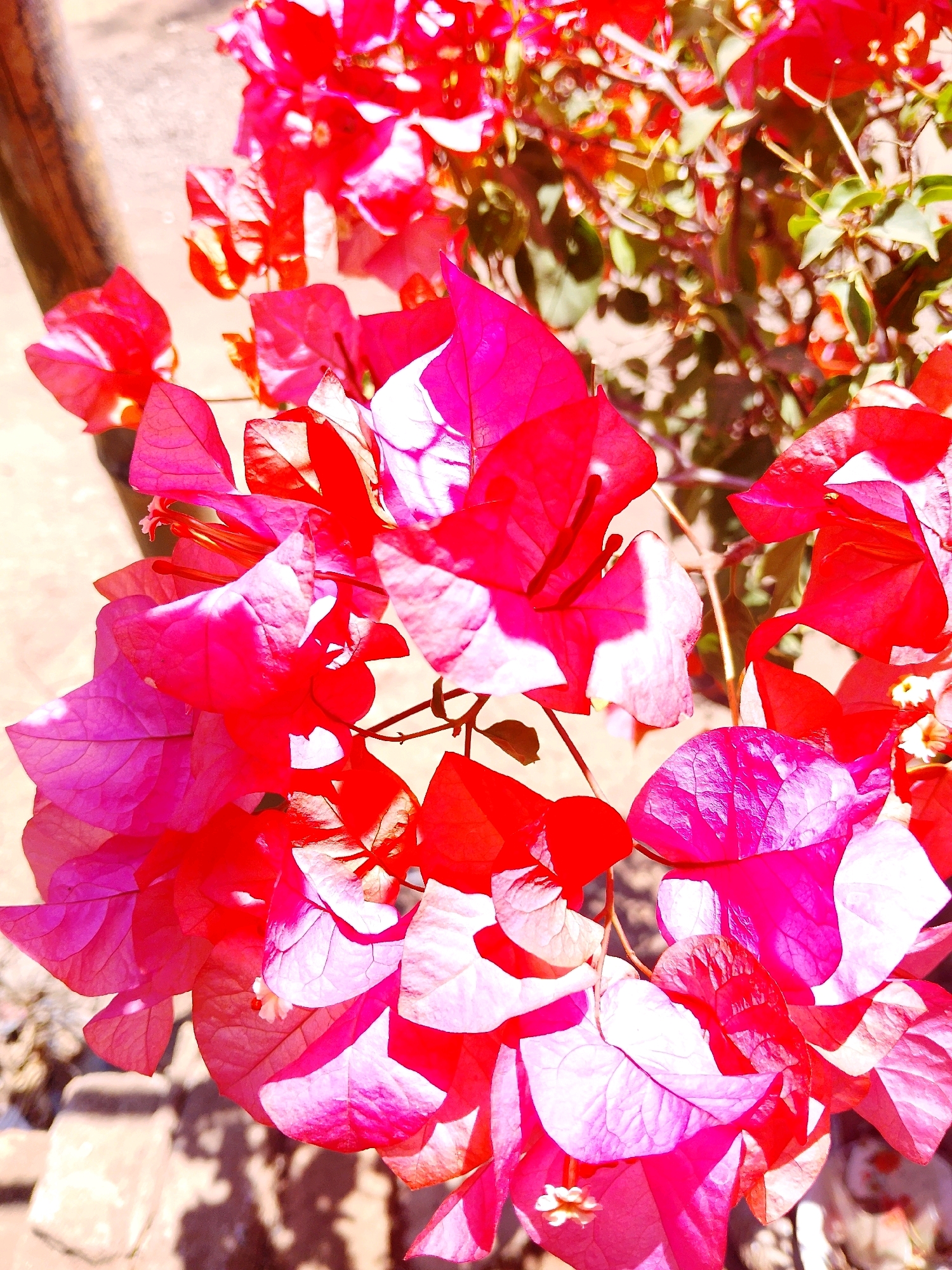 A close-up, eye-level shot captures a cluster of vibrant pink bougainvillea flowers in full bloom. The flowers, with their delicate, paper-thin bracts, display a gradient of colors ranging from deep magenta to bright fuchsia, with some areas illuminated by sunlight, creating a luminous effect. The textures of the bracts are visible, showing their veined surfaces and slightly crinkled edges. In the background, the surrounding foliage appears as a blur of greens and reds, suggesting more of the same plant or other complementary flora. A dark, textured object, possibly a wooden post or branch, is visible on the left side of the frame, partially out of focus. The ground below is a soft-focus surface, with shadows cast by the flowers and foliage, indicating a bright, sunny environment. The image is framed tightly on the flowers, emphasizing their intricate beauty and vivid hues.