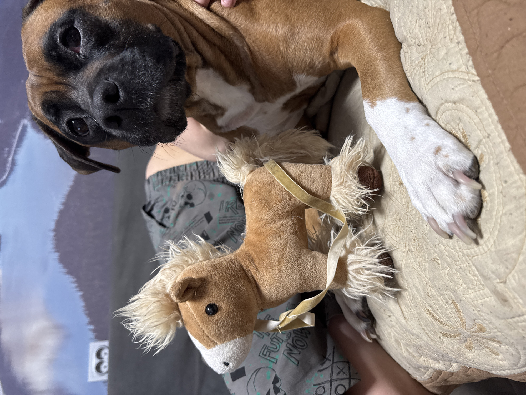 A Boxer puppy is lying down next to a stuffed toy horse. The puppy is predominantly brown, with a black snout and white markings on its chest and one paw. The stuffed horse is light brown with a white muzzle and a beige ribbon. The background includes gray patterned fabric and a beige patterned pillow. The location is not evident in the image, and there's no indication the scene is in Chaikovsky, Russia.