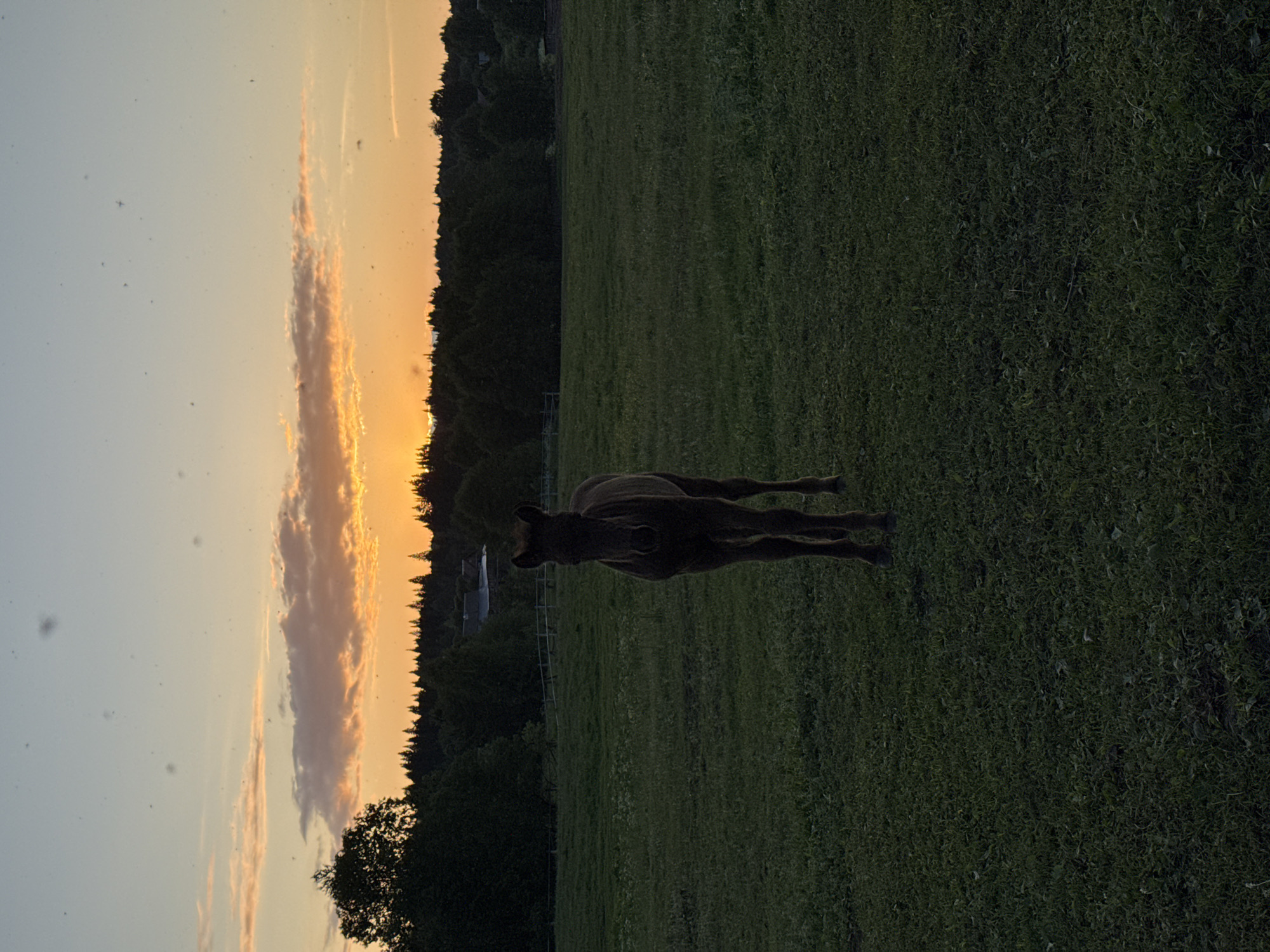 A young horse stands in a grassy field with a backdrop of trees and a sunset sky. The horse is dark brown and is facing the camera. The sky is filled with orange and yellow hues from the setting sun, with scattered clouds. The field is green and appears to be a pasture. The image is taken during dusk. The location is Opary, Russia.