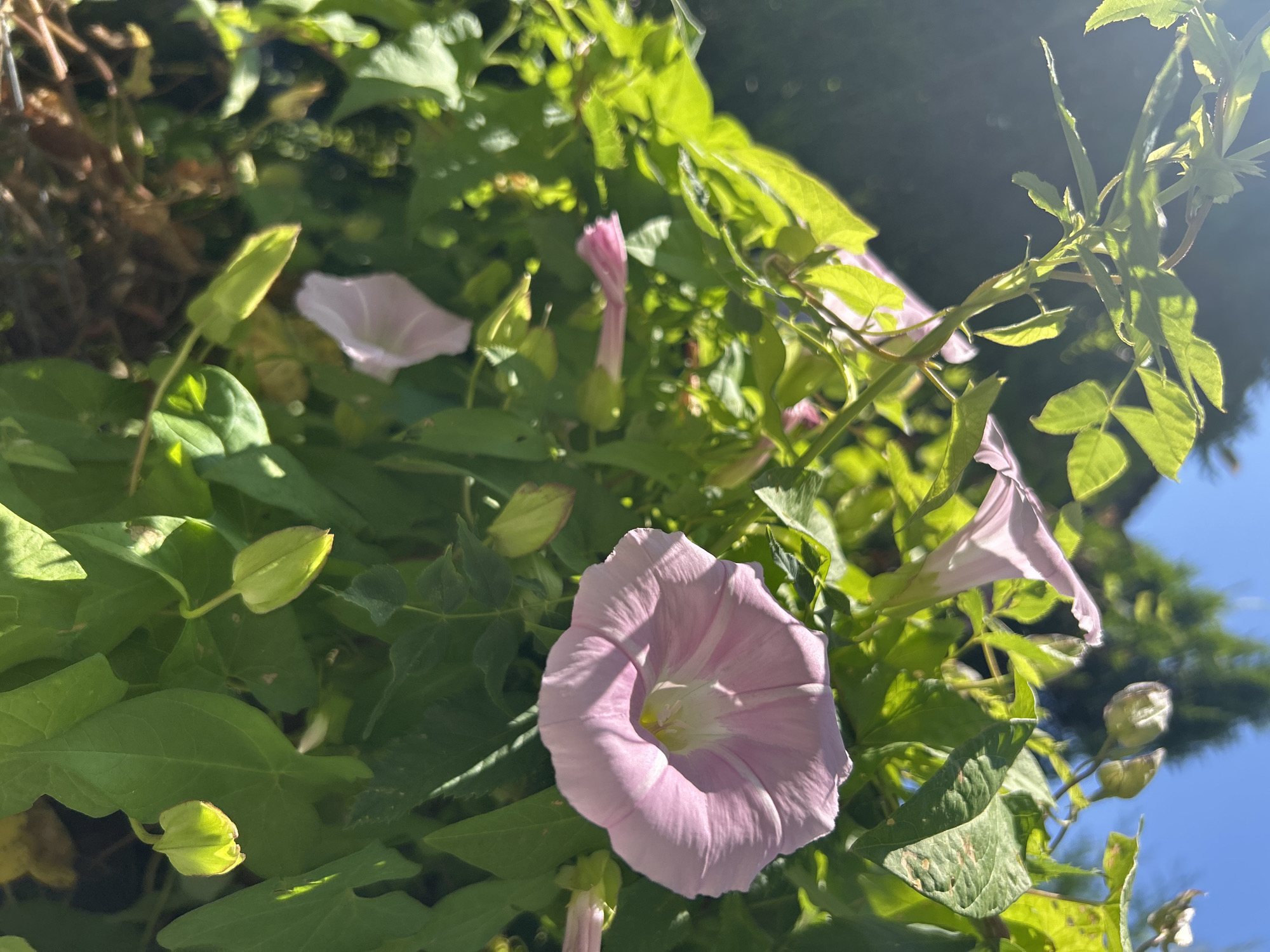In the foreground, a cluster of pink bindweed flowers with trumpet-shaped blooms and green sepals is in focus. Some of the flowers are fully open, displaying delicate white stripes along their petals, while others are still in bud. The plants are surrounded by lush green foliage, some of which is backlit by sunlight, creating a lens flare effect in the upper left corner. In the background, out of focus, a tall evergreen tree and a bright blue sky are visible, suggesting an outdoor setting. The scene is set in a garden in the city of Kalitsino, Russia, bathed in natural sunlight.