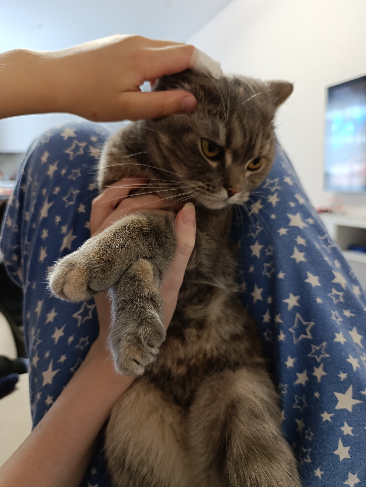 A person is holding and petting a gray tabby cat. The person is wearing blue pajamas with white stars. The cat has yellow eyes and appears to be looking to the right. The background is a blurred interior space with a television in the distance. The location is not discernible from the image.