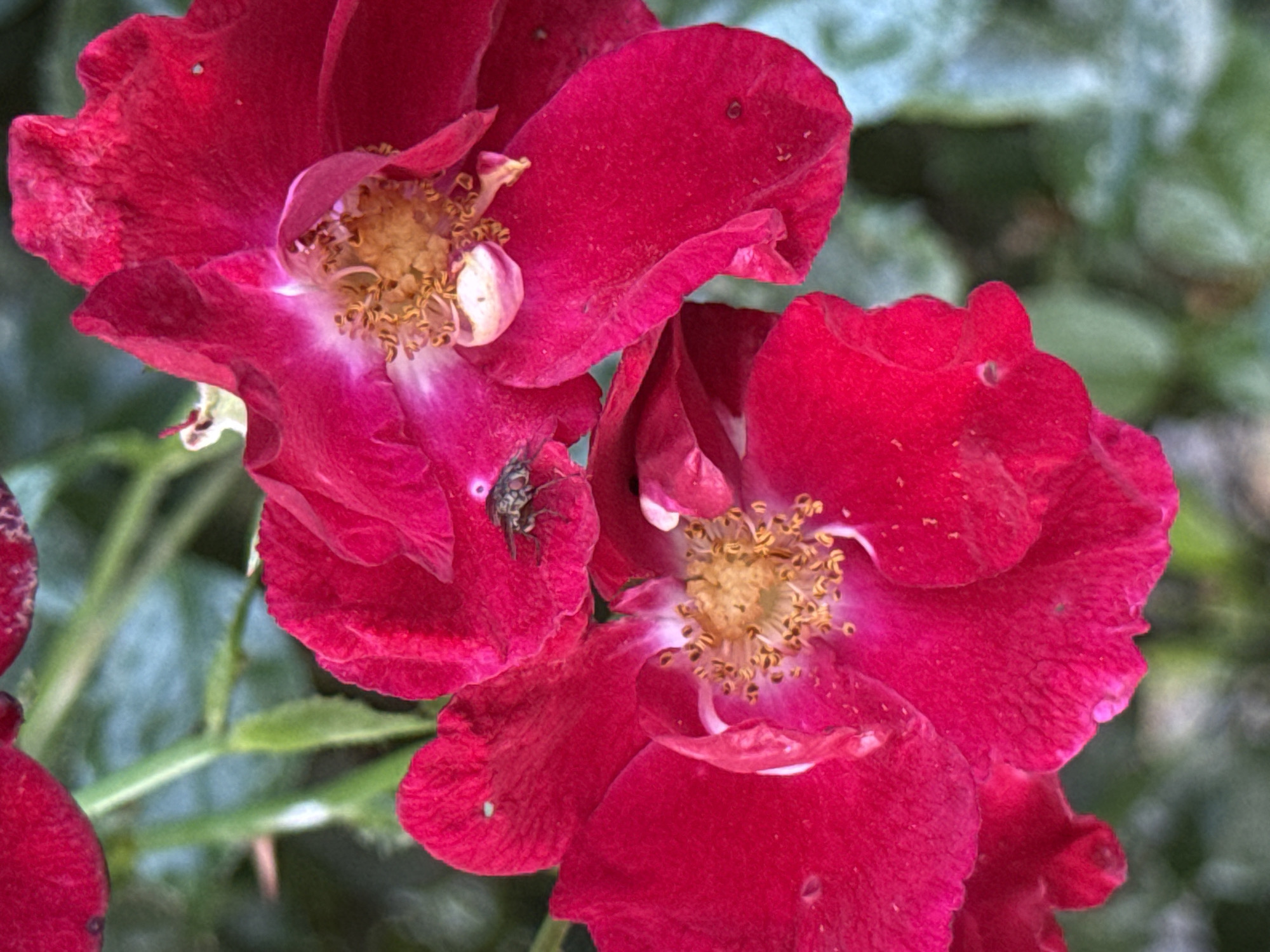 A close-up, eye-level shot captures two vibrant pink roses against a soft green bokeh background. The rose in the foreground is slightly out of focus, revealing its delicate petals and yellow stamen. The rose in the upper right is sharper, showcasing its intricate details. Notably, a small, dark insect with metallic wings is perched on one of its petals. The overall lighting is soft, highlighting the textures and colors of the flowers.