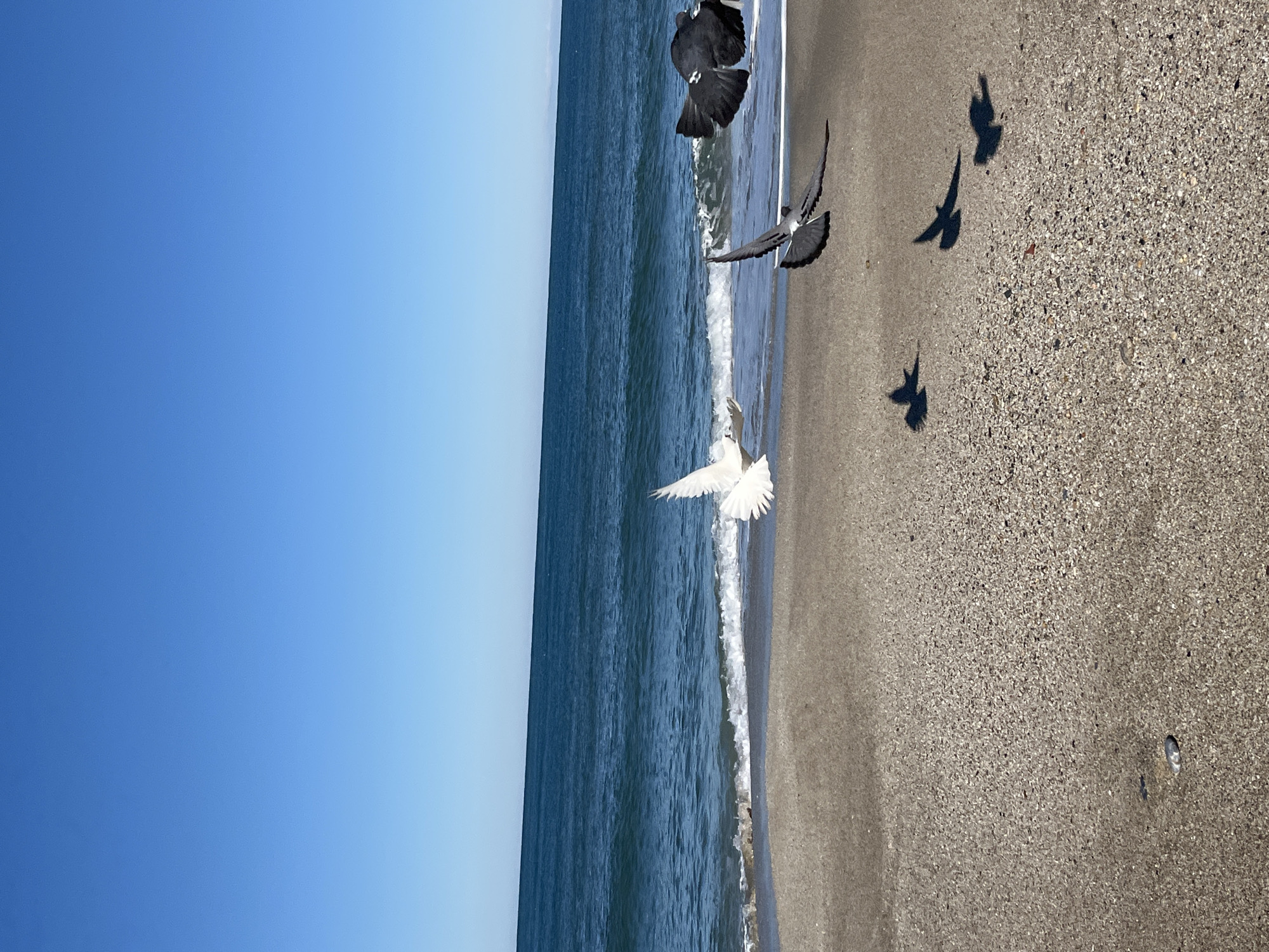 The image depicts a beach scene in Alanya, Turkey. The left side of the frame is dominated by a clear, blue sky. The middle section shows the sea, with gentle waves lapping onto the sandy beach on the right. Several birds are captured in flight near the shoreline. One bird is white, while others are darker in color. Shadows of the flying birds are visible on the sand. The sand is textured and grainy.