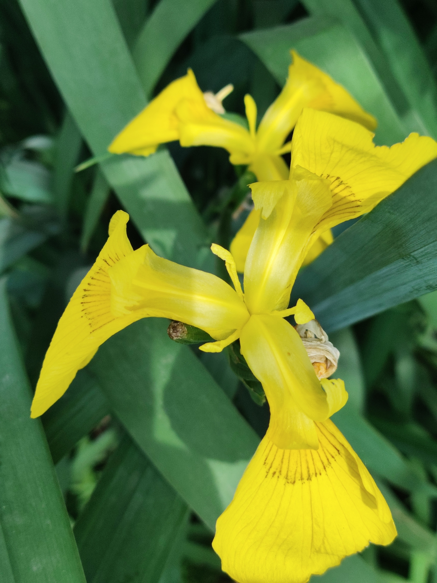 The image captures a close-up botanical scene featuring two yellow iris flowers in full bloom. The central flower, prominently positioned, displays vibrant yellow petals with distinct dark, parallel venation visible on its falls (lower petals). A partially desiccated, pale botanical element, possibly a spent ovary or developing seed pod, is situated at the flower's base. A second yellow iris flower is partially visible in the upper-right, exhibiting similar morphology and coloration. The background comprises blurred, elongated green foliage, indicative of a natural or cultivated garden environment. The scene is illuminated by natural light. No human or animal subjects are present. This scene is located in Prigorodnyi, Russia.