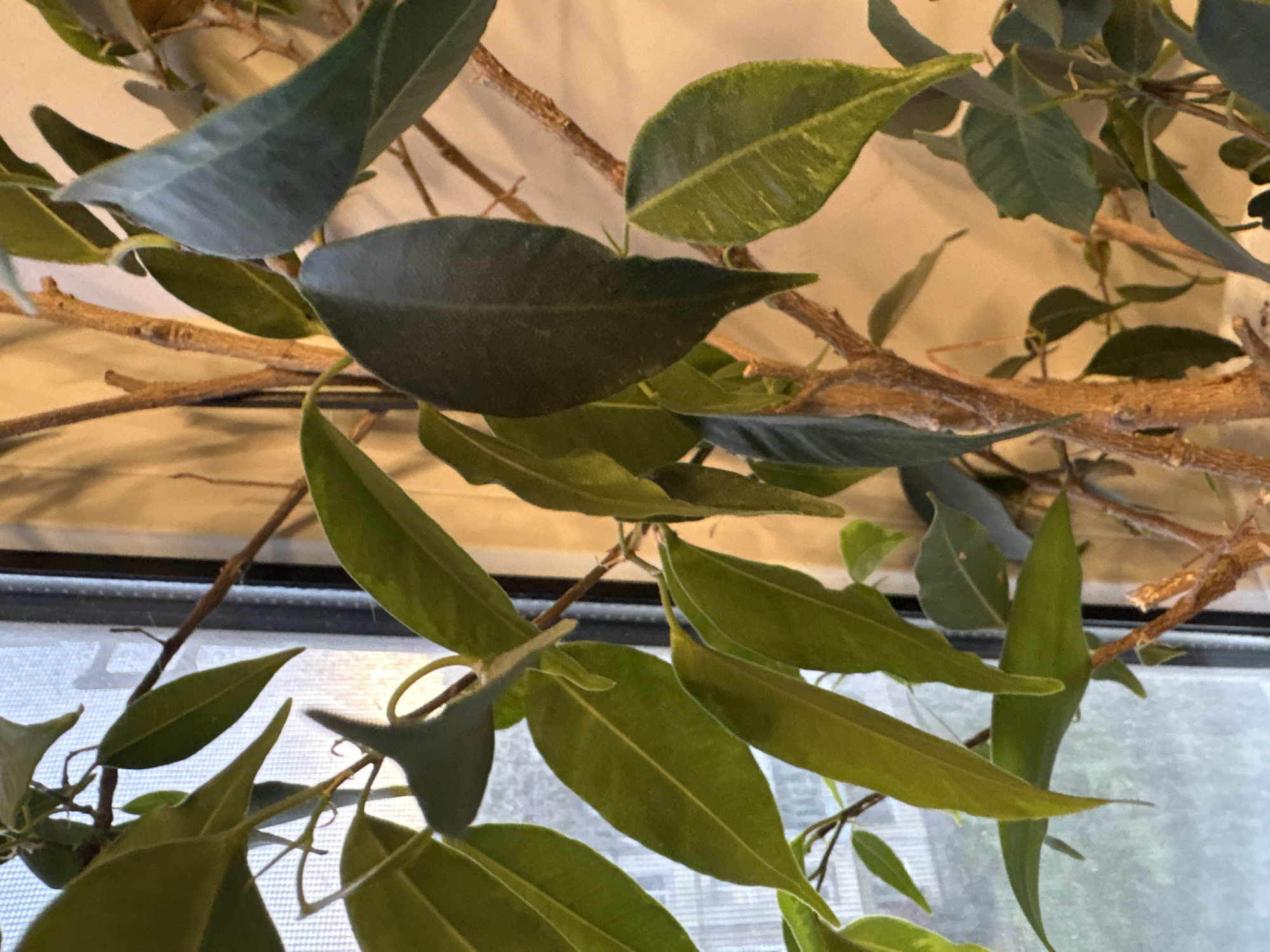 The image shows a close-up of a plant with green leaves and brown branches, positioned in front of a window. The window has a translucent covering, and outside the window is a blurry view. There is no evidence to suggest that the image was taken in the city of Izhevsk, Russia or the surrounding geographic area. There are no people in the image.