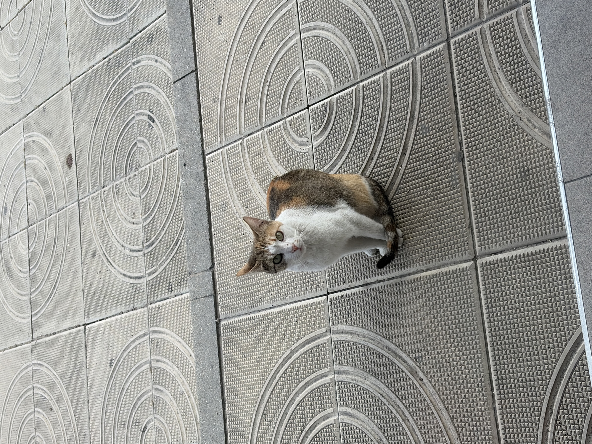 A calico cat sits on a tiled sidewalk, looking directly at the camera. The cat has white, brown, and black fur. The tiles are light gray with a textured pattern and circular designs. The background shows more of the sidewalk and a gray border.
