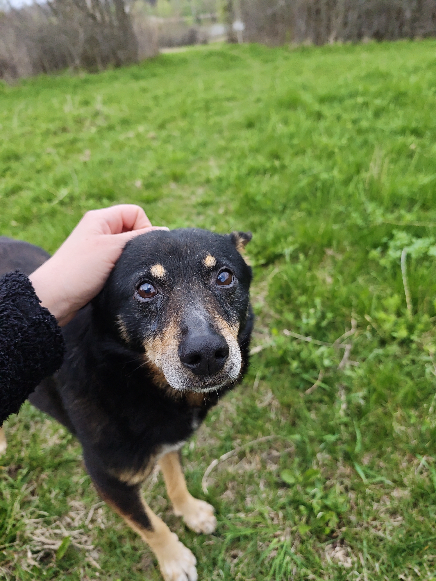A medium-sized, short-haired dog with black fur and tan markings on its legs and face is being petted on the head by a human hand. The dog has a grey muzzle and brown eyes. The setting is an outdoor area with green grass. The location is Parkhomivka, Ukraine.