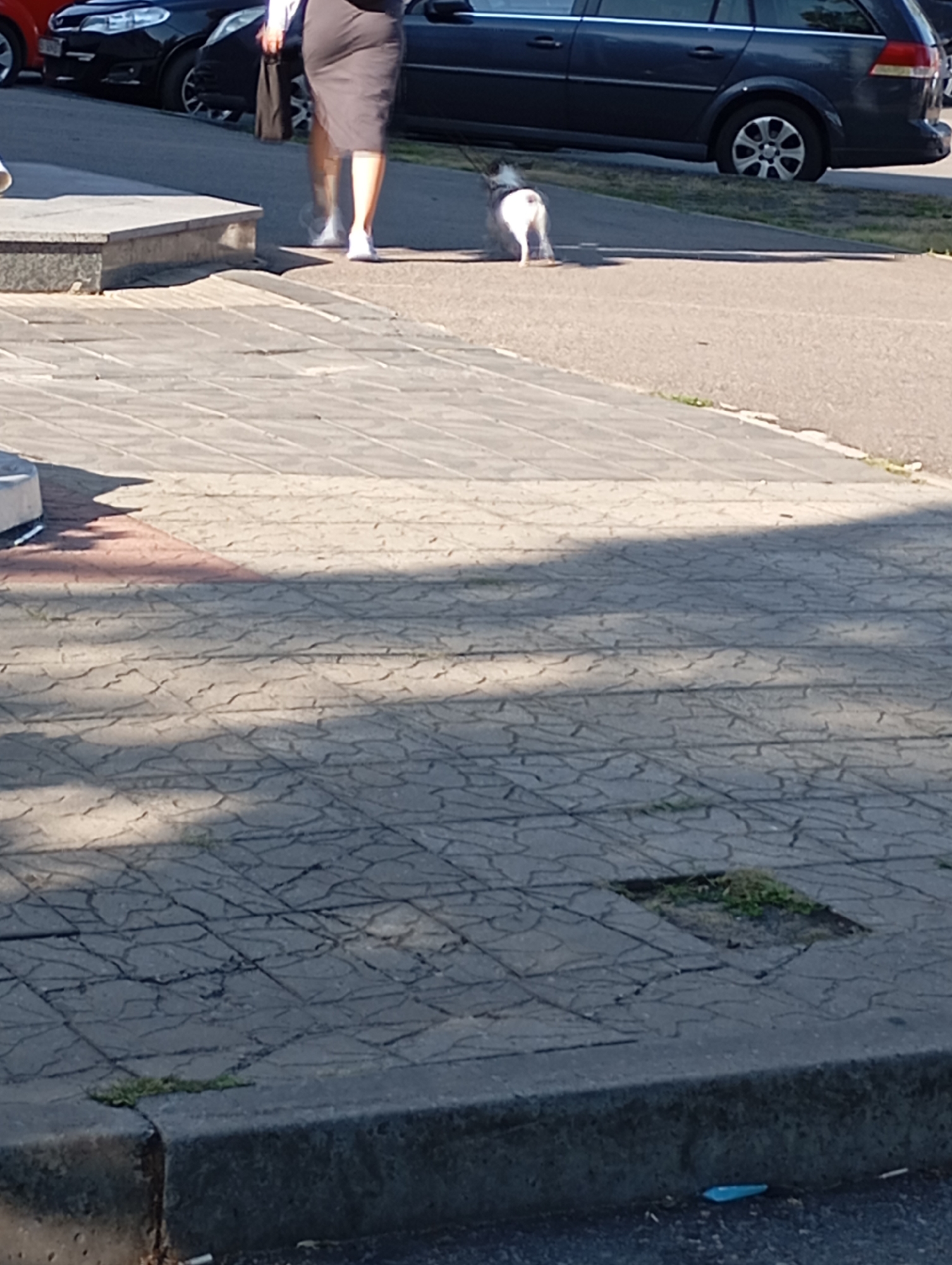 A medium shot shows a paved sidewalk and street on a sunny day. On the sidewalk, a woman wearing a grey skirt and white sneakers walks to the left, holding a dark bag. To her right and further down the sidewalk, a small white dog with dark markings walks away from the camera. In the background, parked cars are visible on the street, including a dark blue station wagon. The sidewalk is made of grey interlocking pavers, and a section of the curb has a hole where grass is growing. A blue plastic object lies on the ground near the curb. The scene appears to be in the city of Horishni Plavni, Ukraine.