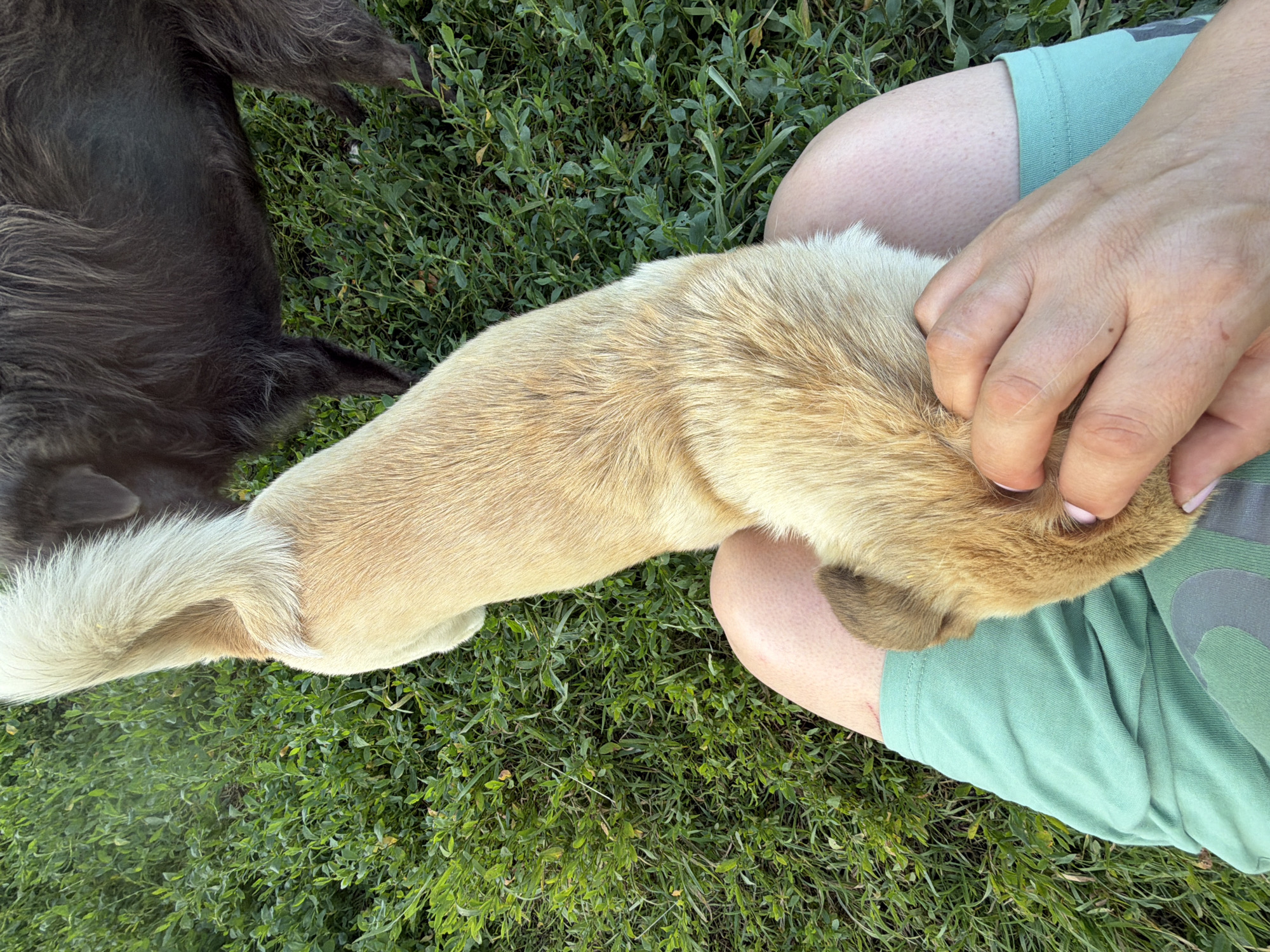 A person's legs, clad in green shorts, are in the foreground, with a tan-colored dog resting on their lap. The dog's back and tail are visible, with its head tucked near the person's hand. In the background, a dark-colored dog is partially visible, standing on green grass. The scene appears to be outdoors, possibly in a park or yard, in Leningradskaya, Russia.