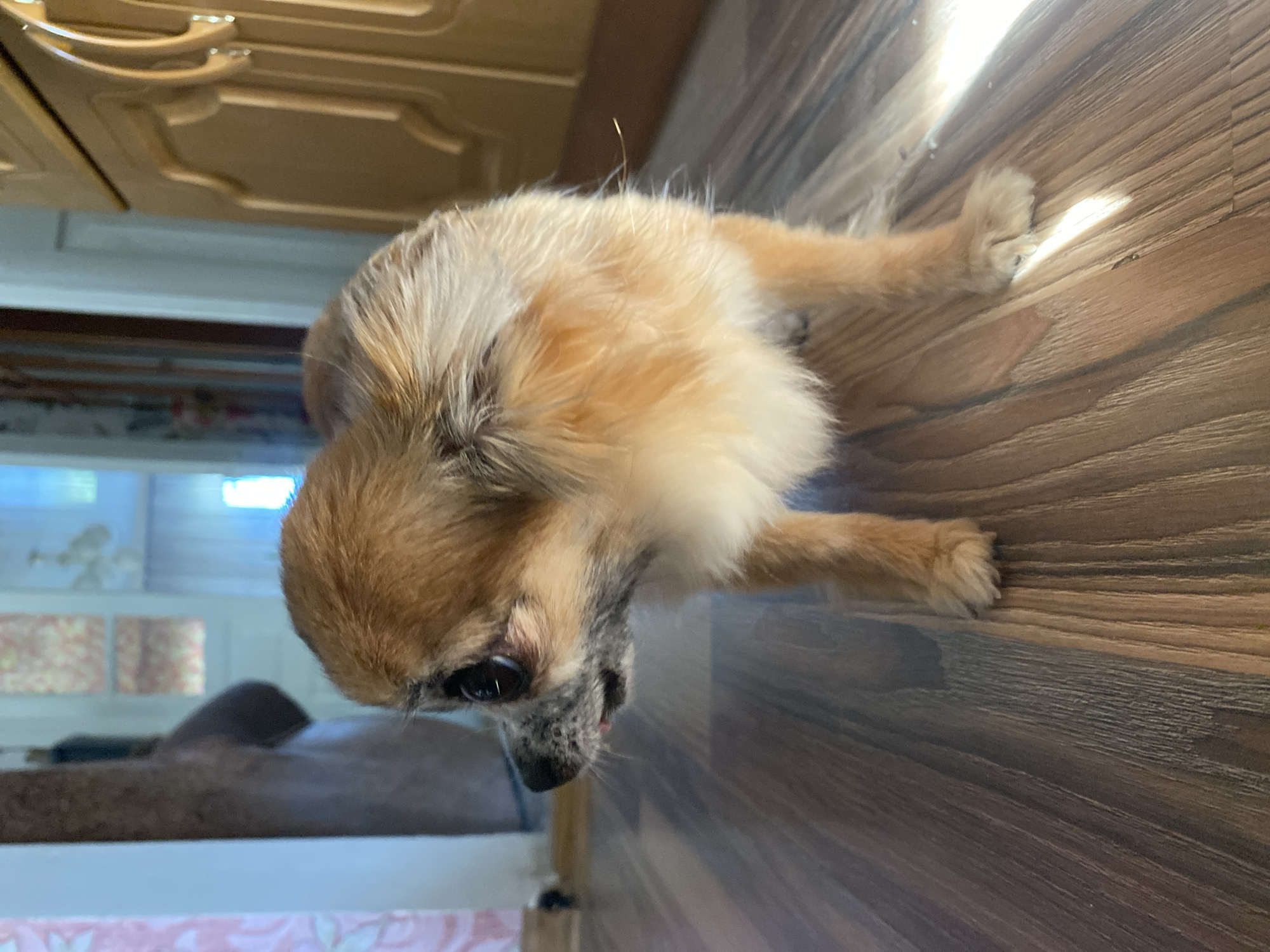 A small, tan and white Chihuahua dog is standing on a wooden floor, looking to the left. Sunlight streams in from the right side of the image, illuminating the dog's fur and the floor. In the background, a doorway leads to another room, with hints of furniture and possibly curtains visible. The overall environment appears to be indoors, likely a residential setting. There are no people visible in the image. The dog's tongue is slightly sticking out, and its eyes are large and dark. The wooden floor has a distinct grain pattern, with planks running horizontally across the image. The scene is calm and still, with the dog being the primary focus. There is no information available to determine the specific location in Maykop, Russia.
