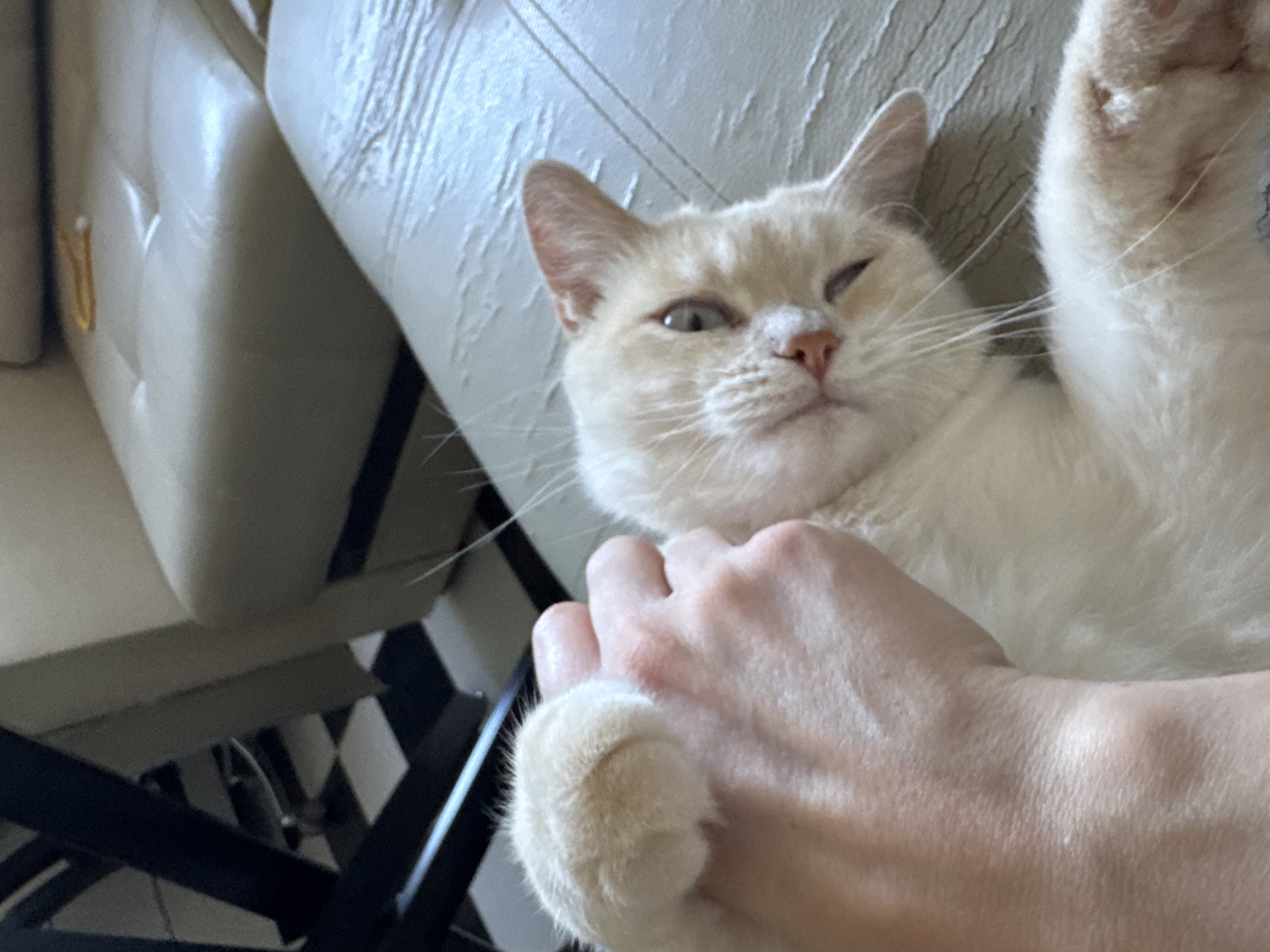 A light-colored cat is being petted by a human hand on a light-colored sofa. The cat's paw is resting on the hand. The cat is looking at the camera with one eye closed. The background shows a checkered floor and a dark furniture leg. There is no information about the location in the city of Боголюбово, Russia.