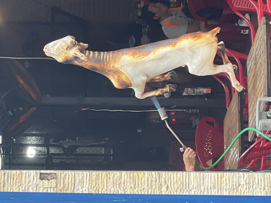 A forensic description of the scene depicts a whole, skin-on goat carcass, suspended vertically, undergoing a roasting process at an open-front establishment in Nha Trang, Vietnam. A partially visible human hand from the left manipulates a long-necked blowtorch, emitting a blue flame directly onto the goat's hide. The goat's skin exhibits varying degrees of charring and browning, particularly along its back and neck, contrasting with its lighter, unroasted underbelly and legs. The carcass is positioned centrally within the frame, with its head angled upwards and forelegs bent, hind legs extended downwards.
In the immediate foreground and midground, several red plastic chairs are arranged around wooden tables, suggesting a dining area. A green hose or tube rests on one of these tables. To the far left, a blue-painted vertical beam adjoins a light-colored, horizontally tiled wall. The background is dark, revealing minimal details: a metal grate, a white string or wire hanging, and a blurred individual seated at a table on the right. This individual wears a grey shirt with orange trim, observing the scene. A bright light source is visible through the grate in the darker background.