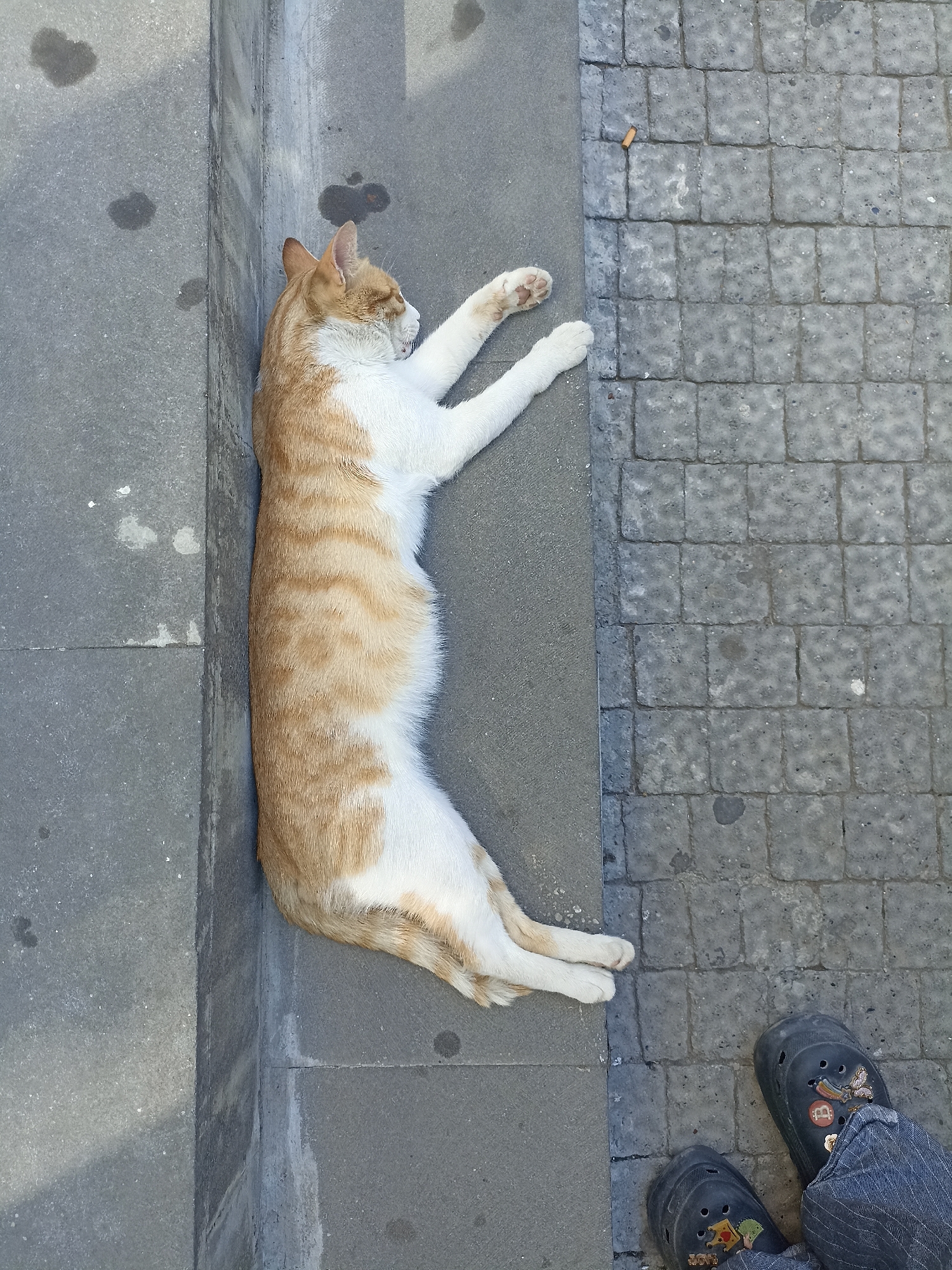 A tan and white cat lies on its side on a gray sidewalk in Yenişehir, Turkey. The cat stretches out between a curb and a paved area with gray bricks. A discarded cigarette butt sits on the bricks near the cat’s front paws. Two black rubber shoes with decorative pins on them are visible at the bottom right corner of the image, partially obscured by blue jeans. The overall perspective is a top-down view.