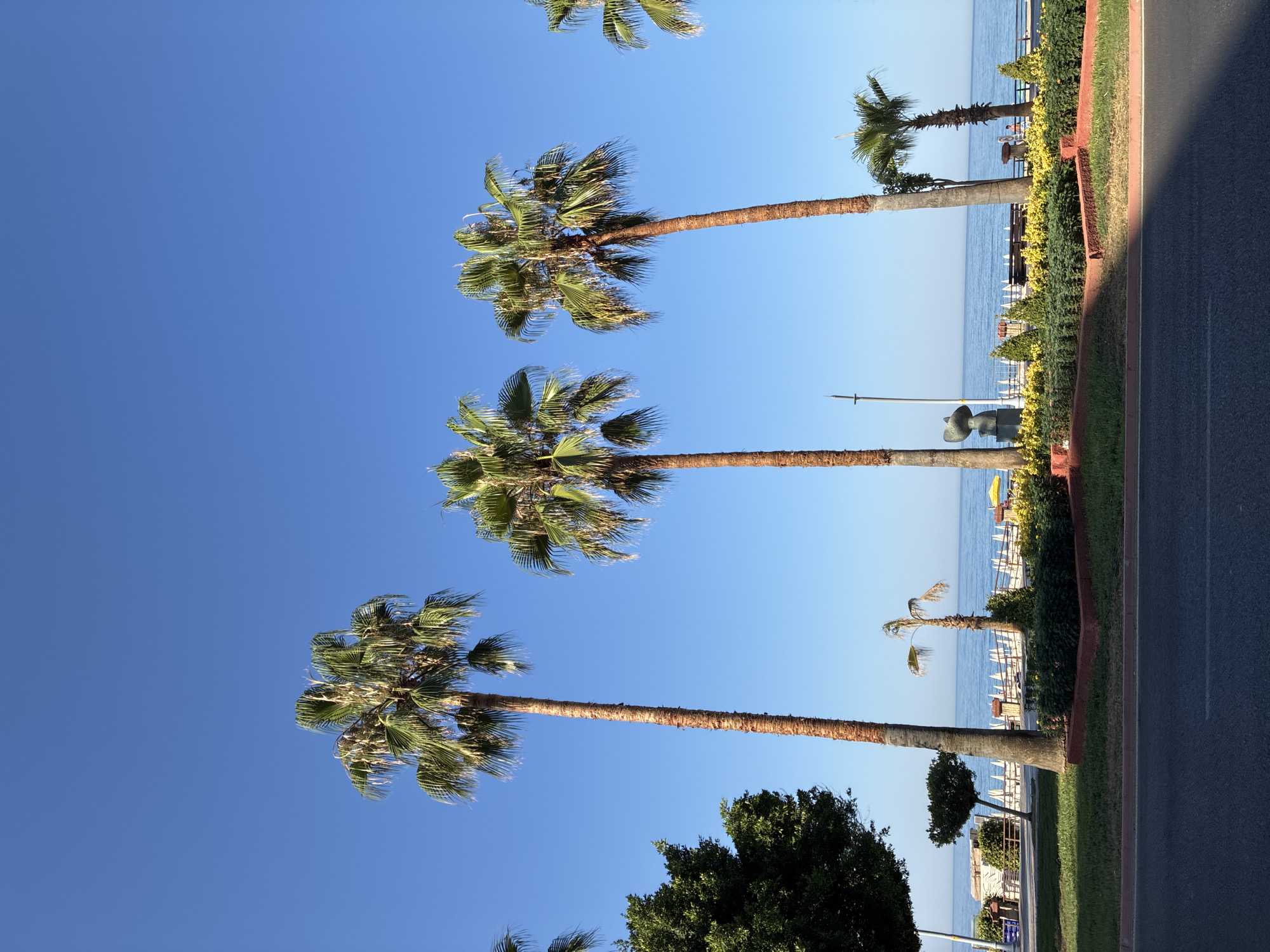 A row of tall palm trees stands against a clear blue sky, with the Mediterranean Sea visible in the background. The scene appears to be a coastal promenade in Alanya, Turkey. Several beach umbrellas and lounge chairs are set up on the sand, suggesting a recreational area. A sculpture of a stylized human head is visible near the water's edge. The foreground shows a paved road, with a grassy median strip featuring manicured bushes and flower beds. The lighting indicates it is daytime, likely morning or afternoon, with sunlight casting subtle shadows.