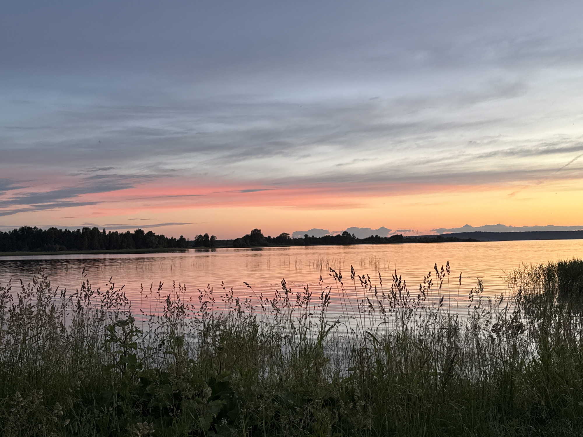 An outdoor, wide-angle, eye-level shot captures a serene sunset over a body of water, likely the Chëksha River in Elovo, Russia. The sky transitions from a soft grey-blue at the top to vibrant pinks and oranges closer to the horizon. Wispy clouds streak across the sky, reflecting the warm hues of the sunset onto the water's surface. A dark, dense treeline borders the far side of the river, silhouetted against the colorful sky. In the foreground, tall grasses and reeds, silhouetted and slightly out of focus, line the edge of the water, creating a natural frame for the scene. There are no people or animals visible in the image. The overall atmosphere is peaceful and tranquil.