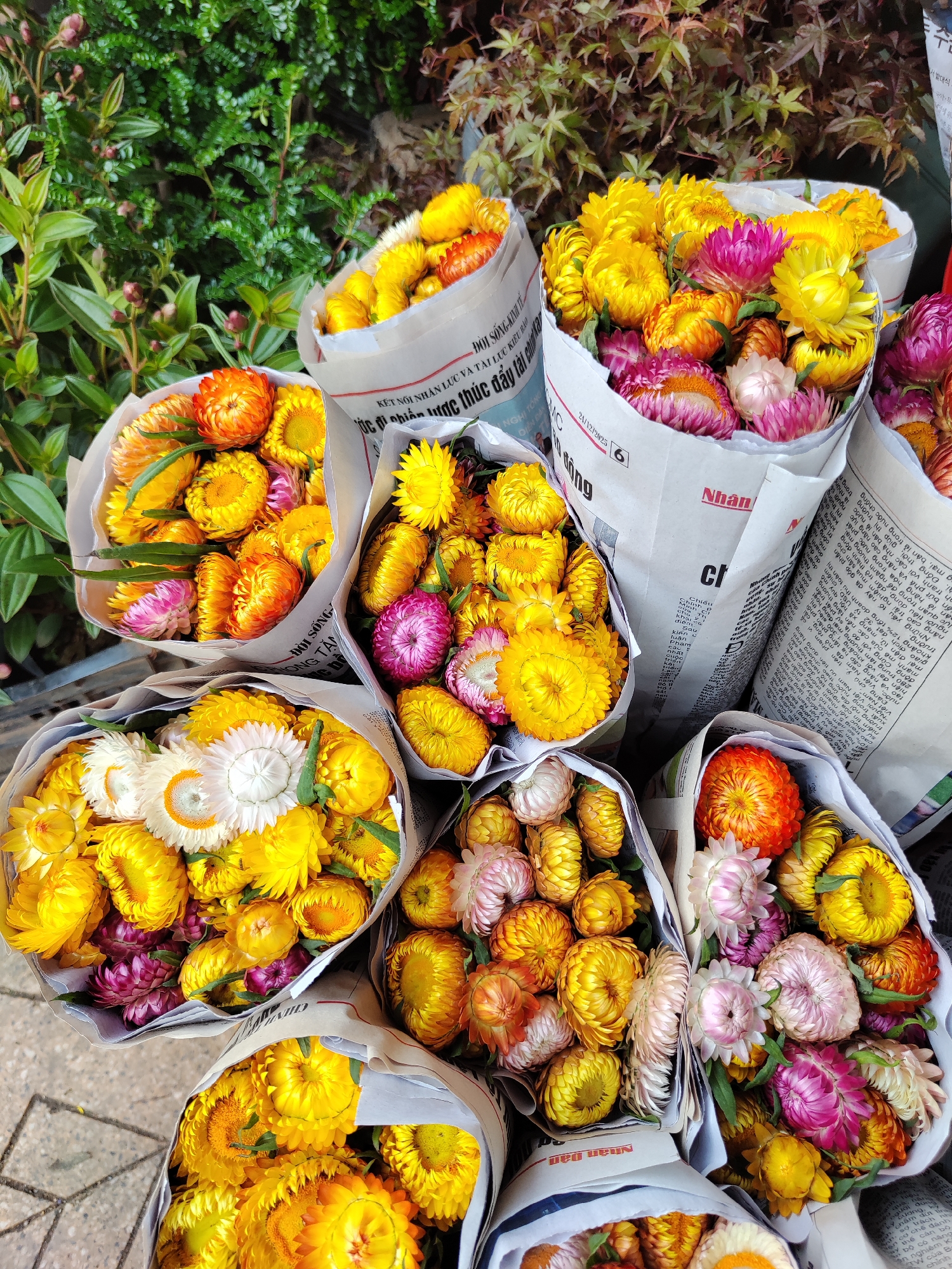 The image captures a close-up of several bouquets of colorful flowers wrapped in newspaper, likely taken in Da Lat, Vietnam. The flowers are predominantly yellow, orange, pink, and white, with textured petals. They are neatly arranged in cone-shaped bundles and wrapped in white newspaper that displays Vietnamese text. The newspaper covering suggests it is fresh.
The background shows partial greenery, possibly from surrounding plants or bushes. The pavement is visible at the bottom of the frame. The scene conveys a vibrant floral display at a market or flower shop.