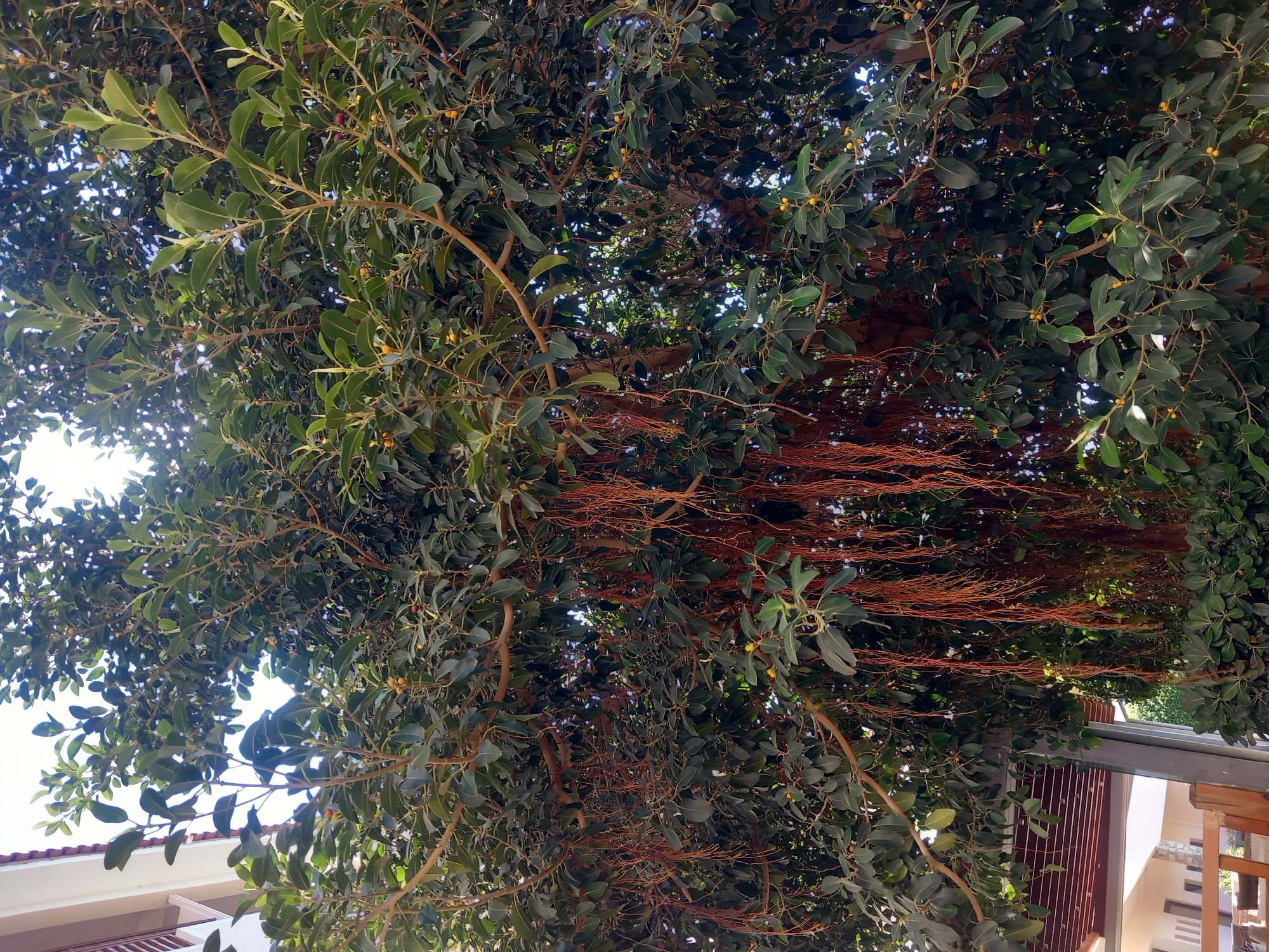 The image shows a close-up view of the canopy of a large tree with dark green leaves and thin, hanging aerial roots. Some small, yellow fruits are visible amongst the foliage. In the background, to the left, a portion of a building with white walls and a brown, slatted awning is visible. The lighting suggests it is daytime. This scene is consistent with the outdoor environment of Kos, Greece, where such trees and buildings are common.