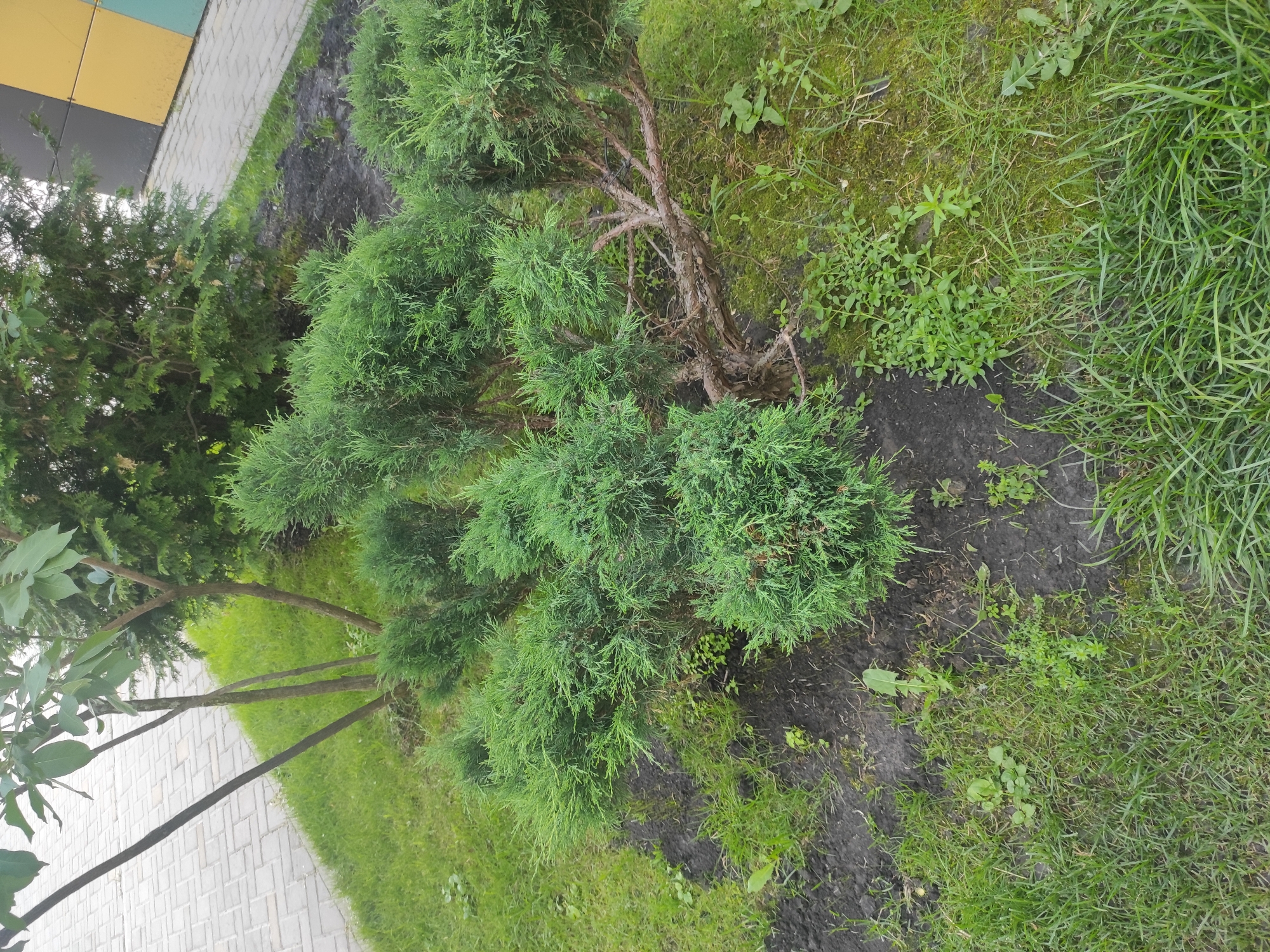 The image depicts an outdoor scene with a juniper bush as the central subject. The juniper is dense and green, with visible brown branches in its interior. Surrounding the juniper is dark soil and patches of green grass, with some small weeds growing amongst the grass. In the background, there is a paved walkway with a pattern of light grey rectangular pavers, which appears to be in a city park or landscaped area. Behind the walkway and to the right of the juniper, there is a wall with alternating colored rectangular panels in yellow, grey, and teal. To the left of the juniper, there is a small tree with thin, brown branches and green leaves, and a taller conifer tree further in the background. There are no people or animals visible in the image. The lighting suggests it is daytime. This scene is consistent with a landscaped urban environment in Kazan, Russia.