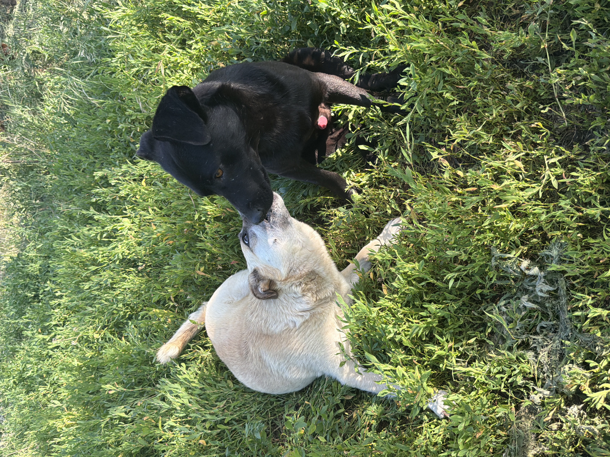 Two dogs are interacting in a grassy field. One dog is black, and the other is light-colored, appearing to be cream or tan. The black dog is lying down and sniffing the light-colored dog, which is also lying down. The light-colored dog's tail is visible and appears to be light brown with darker tips. The black dog has its head turned towards the light-colored dog, and its mouth is open, suggesting it might be panting or vocalizing. Both dogs are surrounded by green grass and some other vegetation. The lighting suggests it is daytime, possibly sunny, given the bright green of the grass. There is no visible text in the image. The scene appears to be outdoors in a natural environment, likely a field or meadow, given the abundance of grass. The interaction between the dogs seems friendly and playful.