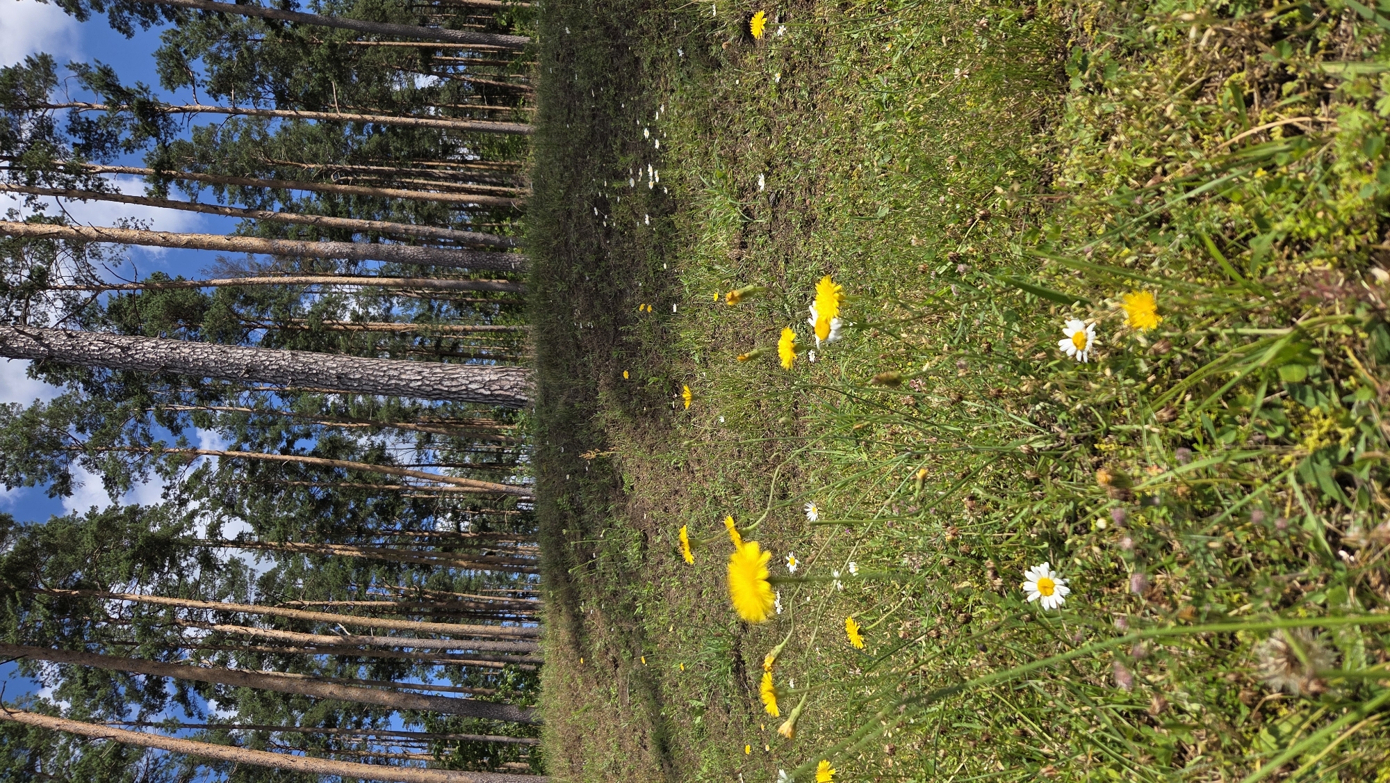 The image depicts a sun-drenched grassy slope leading up to a dense stand of tall pine trees. The foreground is filled with lush green grass interspersed with small yellow and white wildflowers, resembling dandelions and daisies. The trees, characteristic of Riga's pine forests, have tall, slender trunks with rough bark and dark green needles, reaching towards a bright blue sky with scattered white clouds. The terrain suggests a natural park or forest edge environment, potentially within the vicinity of Riga, Latvia, known for its extensive green spaces and pine woodlands. There are no people or animals visible in the scene. The lighting indicates it is daytime, with shadows cast by the trees on the grassy incline.