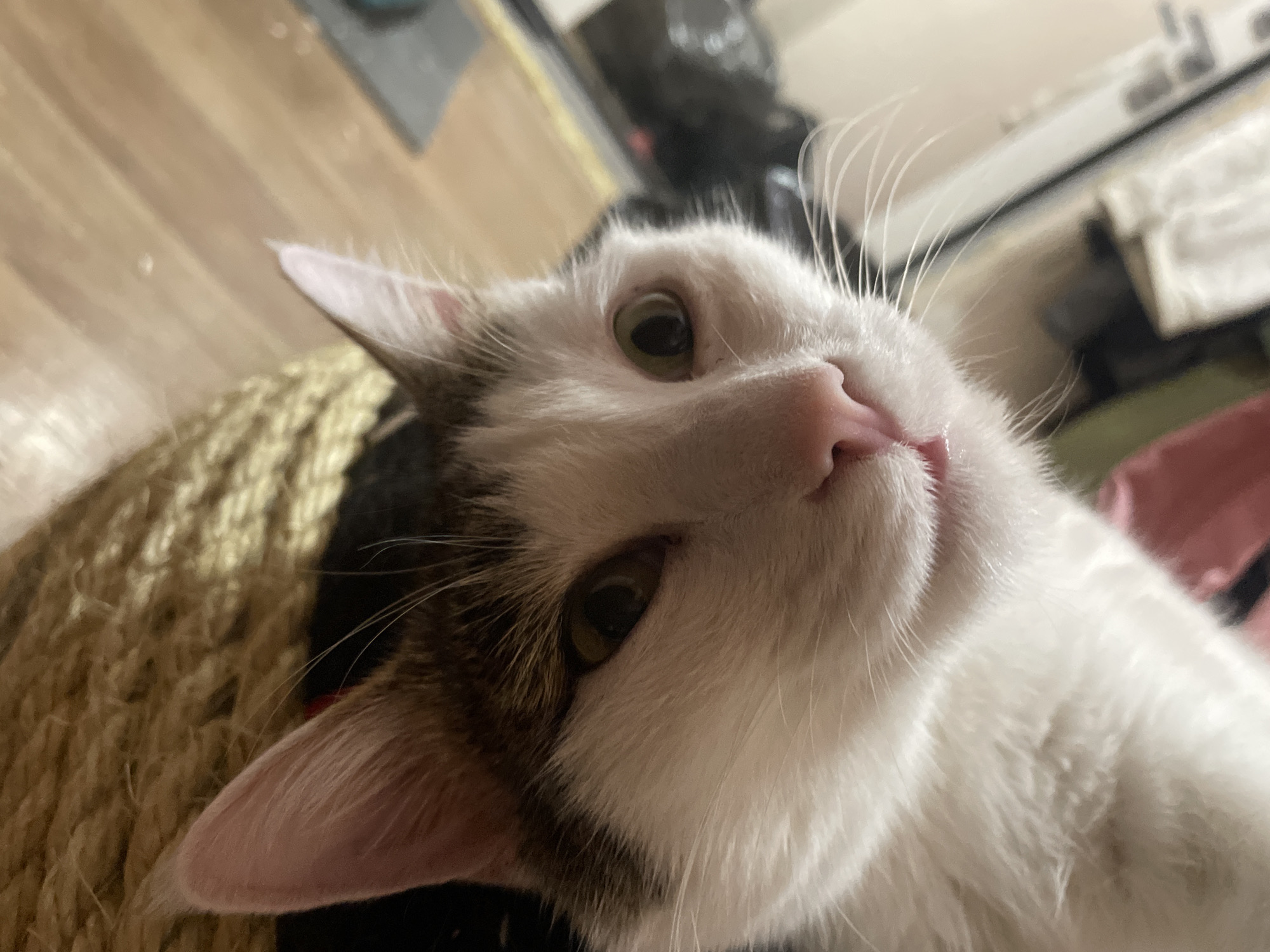 A close-up, slightly angled photograph captures a white and tabby cat. The cat is resting its head on a textured, coiled rope surface, possibly a scratching post. The cat has a pink nose and eyes that are partially open. The background includes a wooden floor and a black object. The image does not provide any specific details related to the city of Usol'e, Russia.