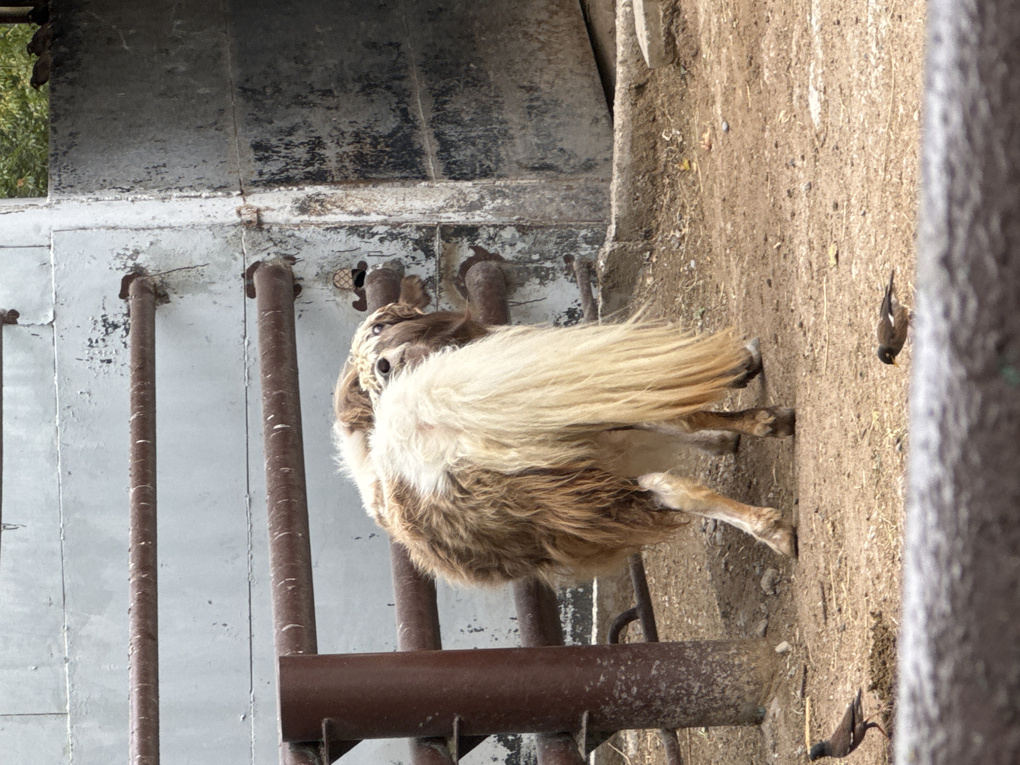 In Shymkent, Kazakhstan, a domestic sheep with long, shaggy, light brown and white wool stands in a pen. The sheep is facing away from the camera, with its head turned to the left. Its hindquarters and long tail are prominent. The pen has a metal fence with rusty brown horizontal bars supported by vertical posts. The ground is covered in dirt and straw. Two small brown birds are visible on the ground in the foreground, one to the left of the sheep and another to the right. In the background, a large, weathered concrete structure with peeling paint and more rusty metal pipes is visible. Trees and foliage can be seen above the structure.