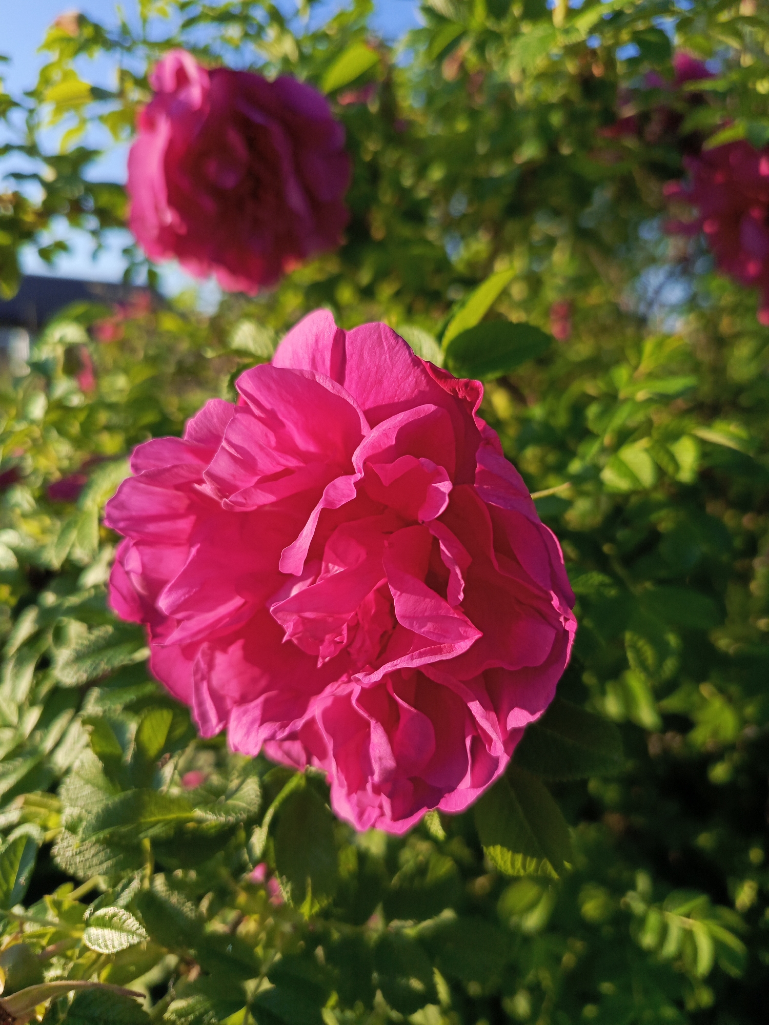 The image shows a close-up of a vibrant pink rose in bloom, with its petals unfurled and richly textured. The rose is positioned in the foreground, filling a significant portion of the frame. Behind it, the background is filled with lush green foliage and other pink roses, some of which are out of focus, creating a soft bokeh effect. The lighting suggests it is daytime, with sunlight illuminating the rose and casting subtle shadows, highlighting the delicate curves of the petals. The environment appears to be a garden or natural setting with bushes. There is no indication of the city of Chaikovsky, Russia, or any specific urban features within the image. The scene is static, capturing a moment of natural beauty.