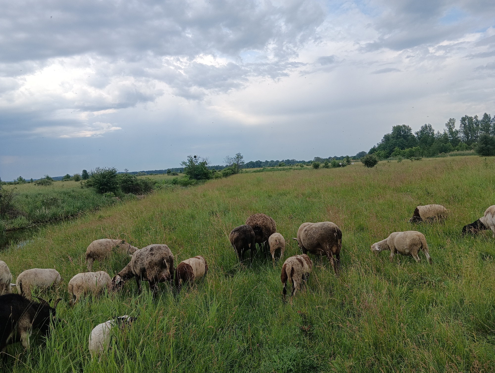A flock of sheep grazes in a grassy field with a cloudy sky above. The field is lush with green grass and some wildflowers. In the background, there are trees and a distant horizon. The sheep are of various colors, including white, brown, and black. Some of them are clustered together, while others are spread out. The overall scene is peaceful and pastoral.