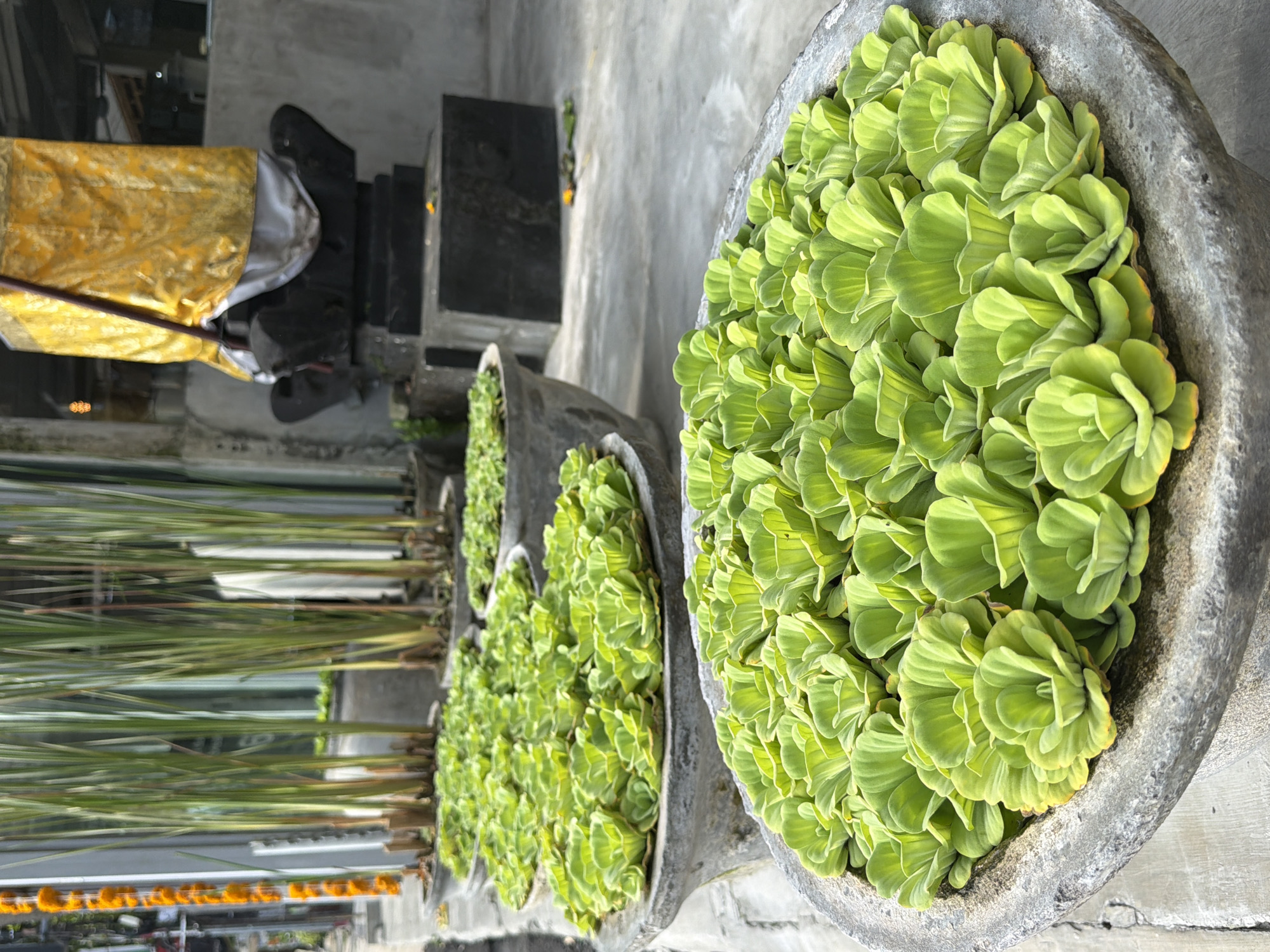 This image captures an outdoor scene in Kuta, Indonesia, featuring a series of decorative plant arrangements along a paved area. In the foreground and mid-ground, large, rustic concrete or stone pots hold an abundance of vibrant, light green, rosette-shaped aquatic plants, likely water lettuce (Pistia stratiotes). These plants create a lush, textured surface within each pot. The pots are arranged in a line, receding into the background.
To the left of the frame, another set of tall, slender green plants, possibly reeds or a type of ornamental grass, stands upright in similar containers, adding a contrasting vertical element to the scene. The ground is a light-colored, textured concrete or stone pathway.
In the background, darker, block-like structures are visible. One prominent structure is partially draped with a yellow and white fabric, suggesting it might be a statue or shrine, typical of Balinese religious or cultural displays. Small orange, flower-like objects, possibly marigold offerings, can be glimpsed in the lower left background near these structures.
The scene is brightly lit by natural daylight, indicating it is daytime. No people are visible, and there is no discernible text. The arrangement of plants and the background elements evoke a sense of a serene, well-maintained garden or temple area, characteristic of the cultural landscape of Bali.