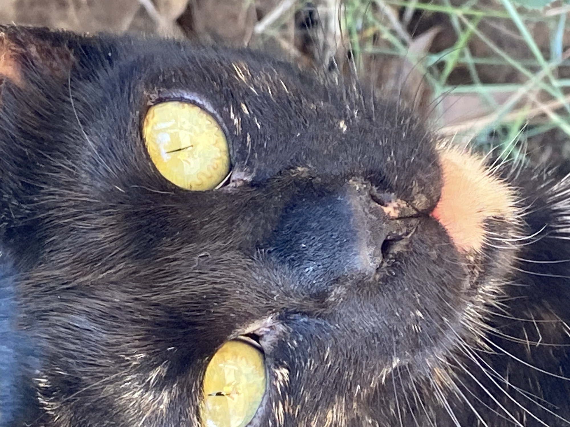 A close-up, eye-level shot shows the face of a black cat in an outdoor environment. The cat's fur is dark, with some lighter hairs visible around the muzzle and ears. Its eyes are a striking yellow with black pupils. The cat's nose is dark and slightly damp, with a patch of lighter fur surrounding it. The muzzle area is a peachy color, with white whiskers extending outwards. The background is blurred, showing hints of green grass and brown earth. There is no indication of the cat's location within the city of Budva, Montenegro.