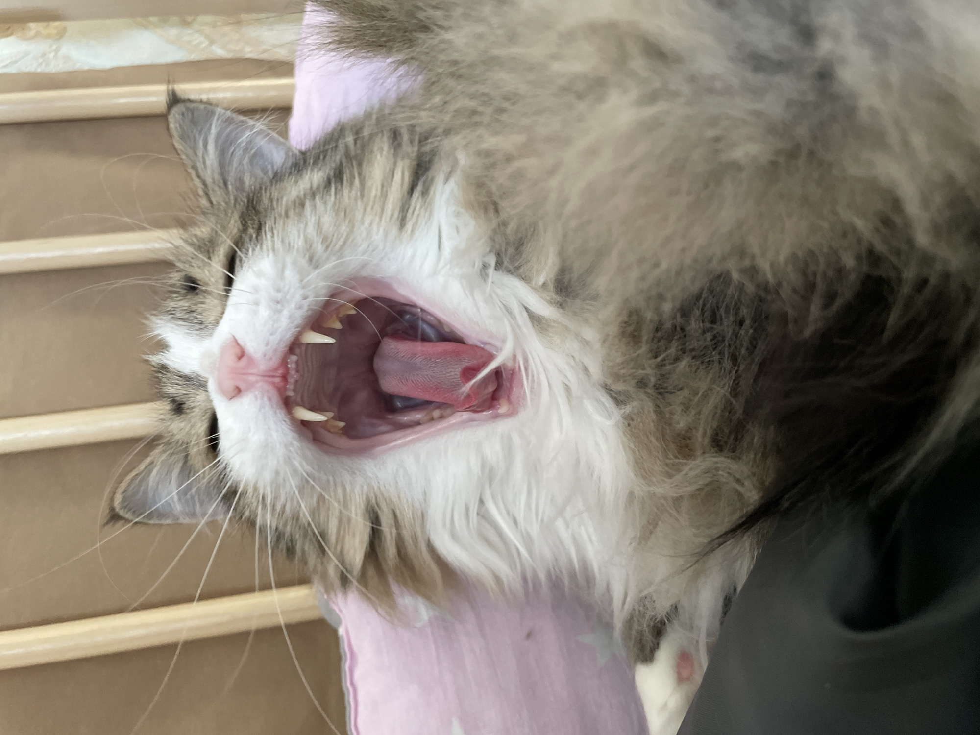 An indoor close-up shot, oriented vertically, captures a long-haired tabby cat in the midst of a wide yawn. The cat, likely a domestic breed such as a Maine Coon or similar, displays a mix of brown, grey, and white fur, with prominent white fur around its mouth and chin, and distinct tabby patterns on its head and body.
The cat's mouth is fully open, revealing its pink tongue, sharp white canine teeth, and smaller molars further inside. Its facial fur around the muzzle appears slightly ruffled from the stretch. Long, delicate whiskers extend outwards from its face. One ear is partially visible on the left side, showing greyish-brown fur and a tufted tip.
The cat appears to be resting on a light pink fabric surface, possibly a blanket or bed sheet, which has subtle, lighter patterns. In the background, out of focus, are light-colored wooden slats or bars, suggesting a bed frame, crib, or pet enclosure, consistent with a home environment. A dark, possibly fabric, object is visible in the bottom right and upper right corners, likely part of a cushion or bed. The overall scene suggests a relaxed and comfortable moment for the cat. No visible text is present in the image. The location context provided is Izhevsk, Russia.