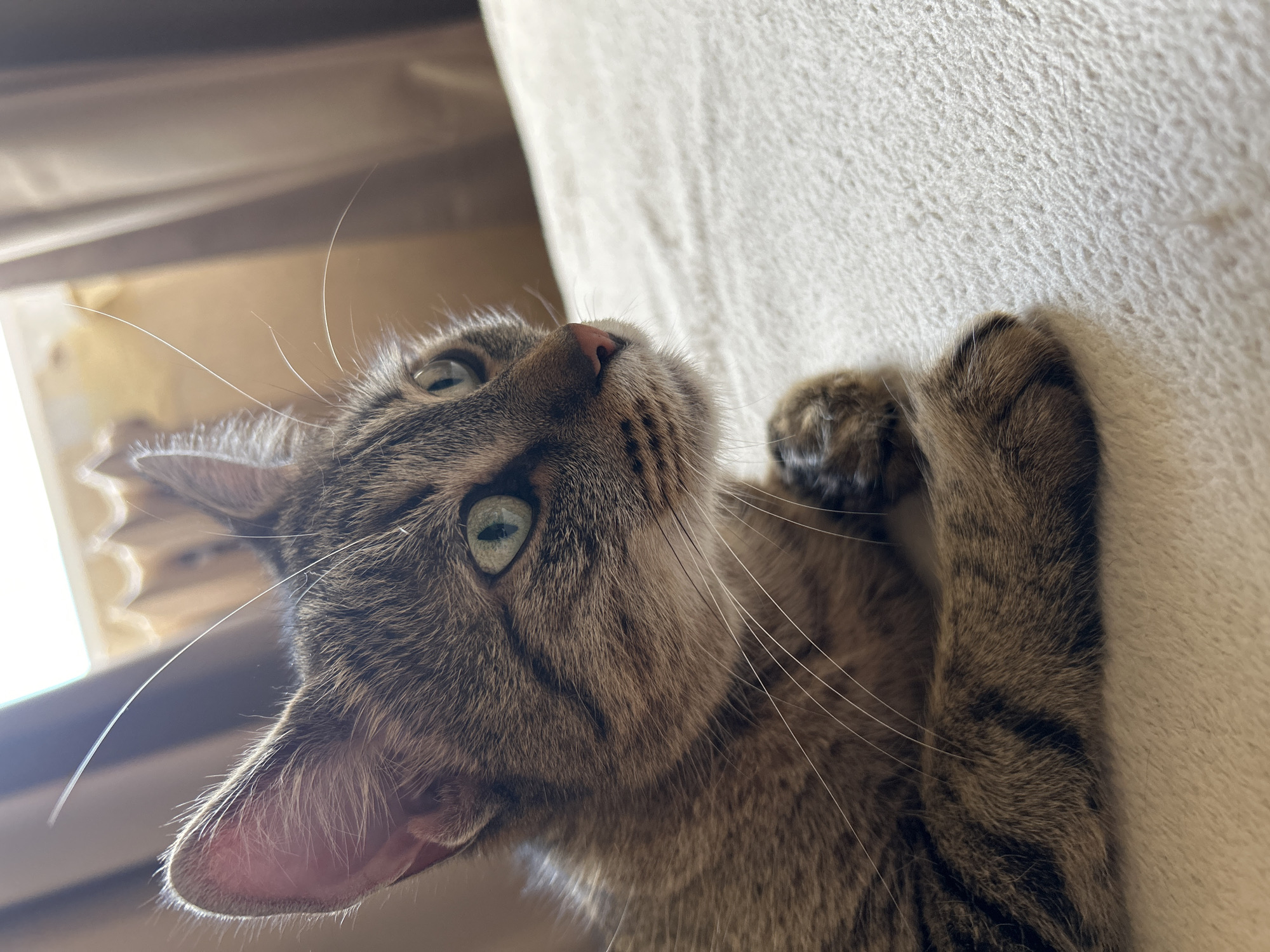 This is a close-up, upward-angled photograph of a domestic short-haired cat, likely a tabby, featuring brown and black striped fur. The cat's head is tilted upwards and to the right, with its striking green-hazel eyes focused intently towards the top right of the frame, conveying a sense of curiosity and alertness. Its delicate pink nose and numerous long, white whiskers are prominent. The left ear, showing fine fur and a pink interior, is clearly visible. One of the cat's front paws, matching its striped fur, is curled and resting on a light beige, textured surface that appears to be a cat scratching post or upholstered furniture, filling the right side of the image. The background on the left is softly blurred, revealing lighter and darker areas consistent with an indoor setting, possibly near a window or another light source, suggesting daytime. No text is visible. The image captures the cat in an inquisitive moment within an indoor environment in Sofia, Bulgaria.