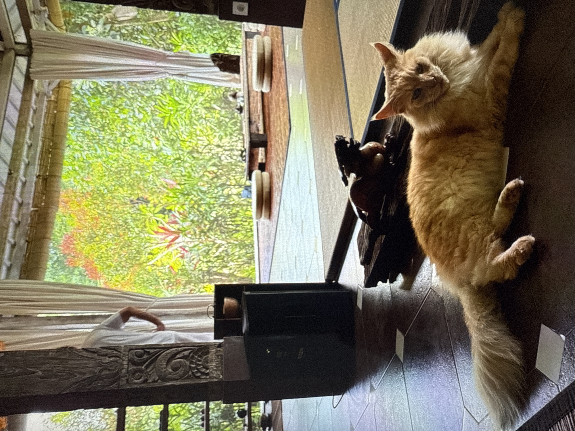 An orange cat lies on a dark tiled floor in the foreground of a room with tatami mats and large windows that overlook lush greenery. The cat is facing the camera and appears relaxed. Behind the cat, a wooden table with two cushions is set up in front of the windows. To the left, a person wearing a white shirt stands behind a carved wooden pillar and a black speaker. The room has an open-air feel, with a thatched roof supported by wooden beams. The lighting is natural and soft, highlighting the textures of the wood and the cat's fur. The overall atmosphere is tranquil and serene.