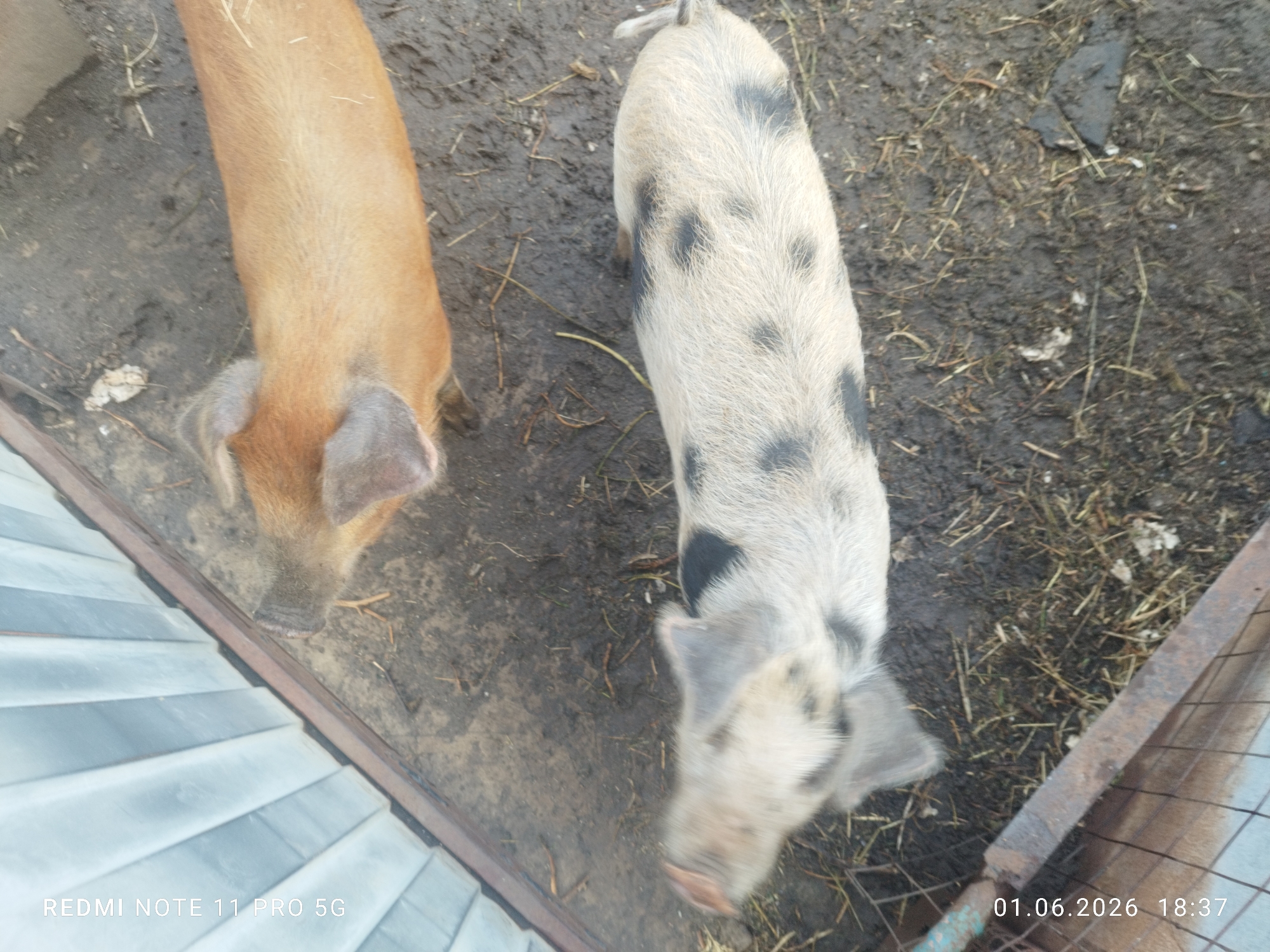 Two pigs are in an enclosure. One pig is light brown. The other pig is spotted with gray, white, and black. The enclosure is a muddy area with some hay. The pigs appear to be near a metal fence. The date and time 01.06.2026 18:37 is visible in the bottom right of the frame. "REDMI NOTE 11 PRO 5G" is visible in the bottom left. The location of Rudnya, Russia, cannot be determined from the image.