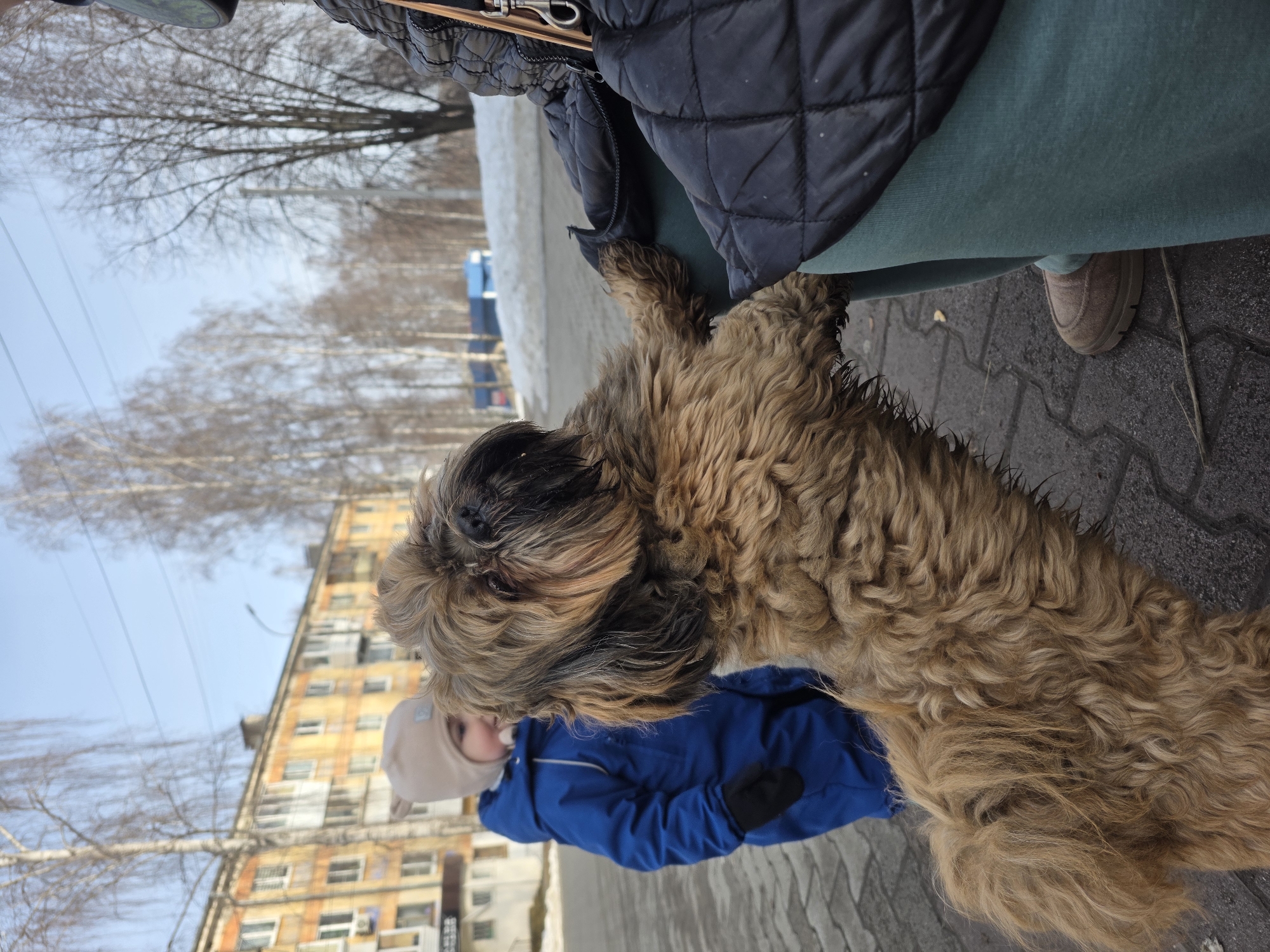 A medium-sized, shaggy-haired dog with light brown fur stands on its hind legs, its front paws resting on the left leg of a person whose lower half and a portion of a black quilted jacket are visible on the right. The person wears light teal sweatpants and a brown boot. A young child, dressed in a blue winter overall, black gloves, and a light brown beanie, stands in the left midground, observing the dog. The scene is set on a paved surface of dark grey interlocking pavers. In the background, a multi-story residential building, painted yellow and orange, is visible to the left. Numerous bare deciduous trees are scattered across the midground and background, with patches of snow on the ground in the distance to the right. The sky is clear and light blue. Power lines are visible overhead. The location is Chaikovsky, Russia, during what appears to be late winter or early spring.