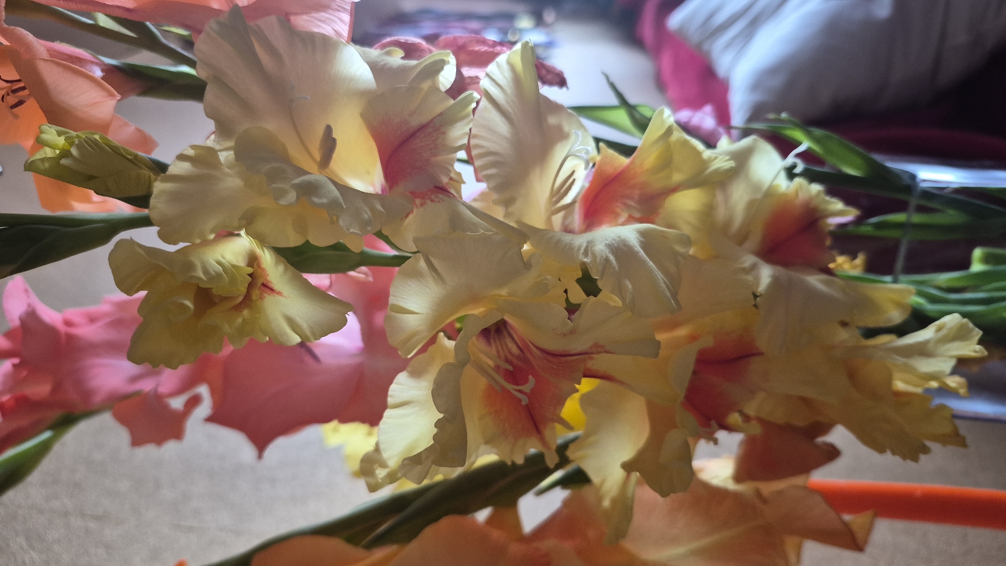 The image shows a close-up, eye-level, vertical shot of a bouquet of gladiolus flowers in a vase. The flowers are in various shades of pink, yellow, and cream, with some having streaks of darker pink or red. The petals are delicate and ruffled, and the overall arrangement appears to be indoors, possibly in a domestic setting. The background is softly blurred, but suggests an interior with some soft furnishings, including what appears to be a pink sofa or chair. There are no people visible in the image, nor any specific landmarks indicating a location within Krauja, Latvia. The lighting is soft and diffused, creating highlights and shadows on the petals.