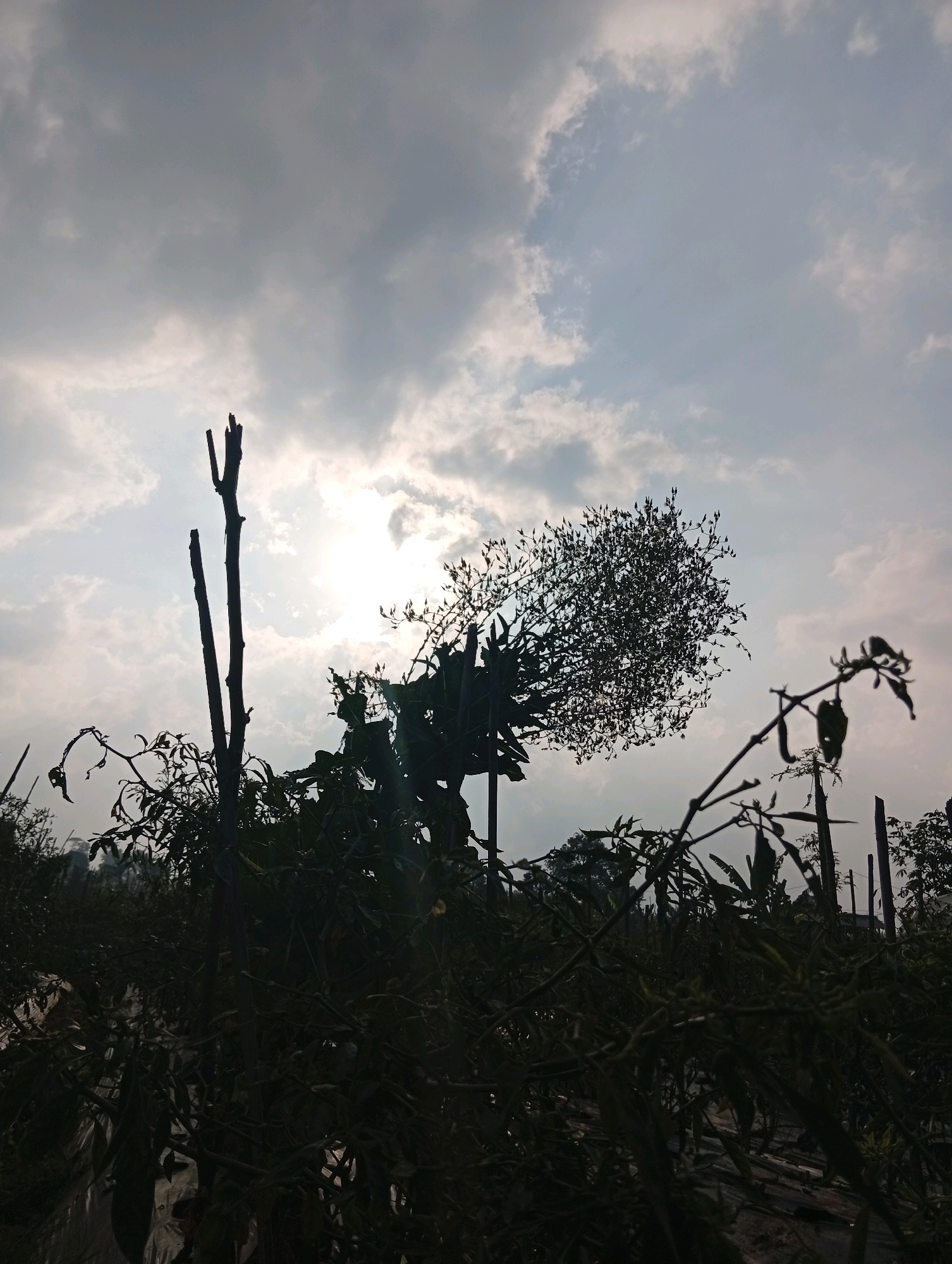 The image captures a silhouetted view of a field under a cloudy sky, likely taken in Ciherang, Indonesia. In the foreground, various plants and thin branches are darkly outlined against the brighter sky. Two prominent bare branches stand vertically, one taller than the other, reaching upwards. To the right of these, a bush with a dense, bushy top is also silhouetted. In the distance, the sun is partially obscured by clouds, creating a hazy glow. The ground appears to be covered with some sort of sheeting or ground cover, typical of agricultural settings. The overall impression is one of a natural landscape, possibly a farm or garden, with vegetation set against a dramatic sky.