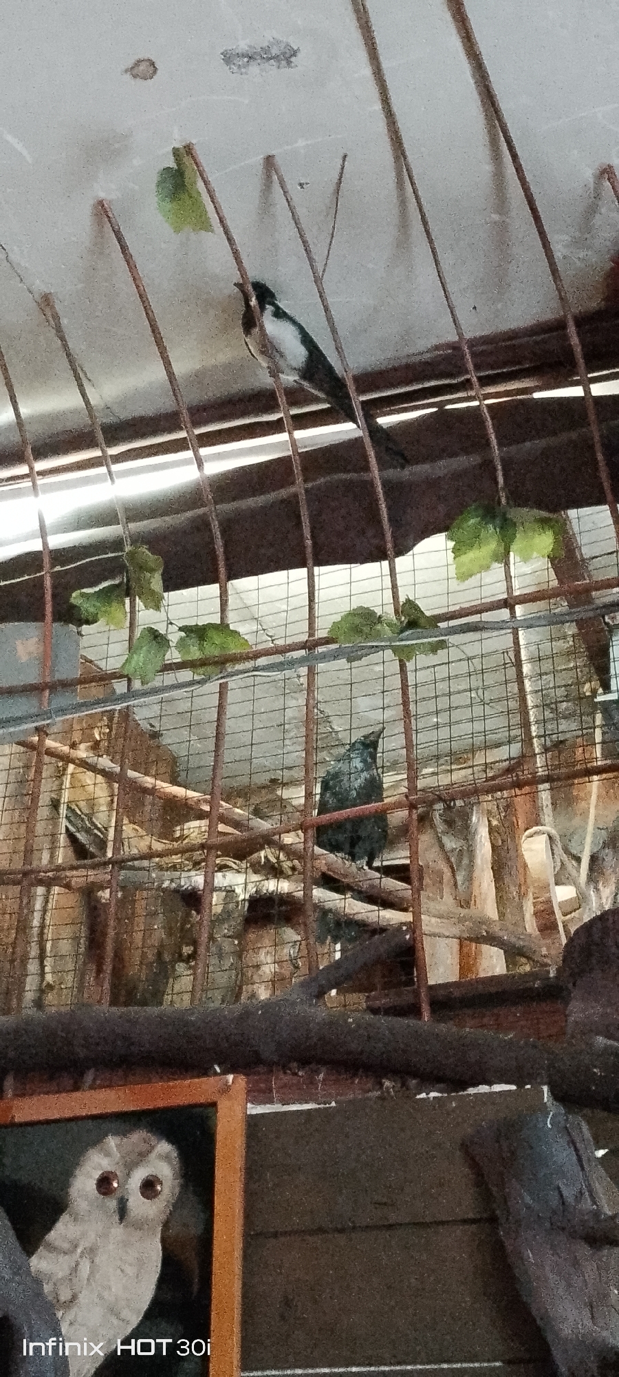 The image shows a partially visible cage with at least two birds inside. One bird, perched near the top of the cage, appears to be a swallow with black and white plumage. Another dark-colored bird is perched on a branch lower down in the cage. The cage itself is constructed of rusty metal bars and wire mesh, with some natural branches and foliage within. In the foreground, a framed picture of an owl is visible. The background is dimly lit and appears to be an indoor setting. The image has a watermark in the lower left corner that reads "Infinix HOT 30i". There is no information in the image that indicates a location in the city of Kedrovy, Russia.