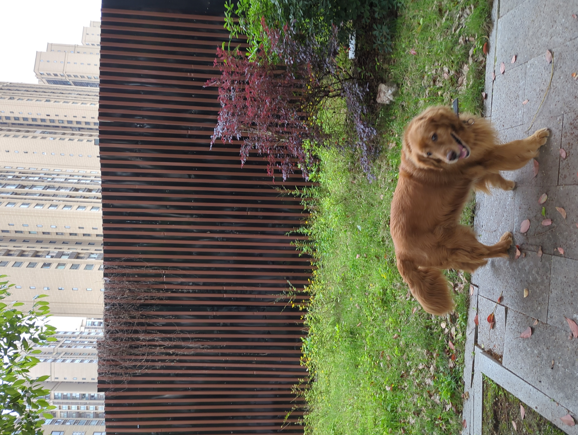 The image depicts a golden retriever dog outdoors in Jiangjin, China, during the daytime. The dog, with its mouth slightly open in what appears to be a happy or panting expression, stands on a grey paved path in the mid-ground, turned towards the viewer. Its golden fur is well-defined.
Adjacent to the pathway, on the left, is an area of green grass and various shrubs, including some with distinctive reddish-purple foliage. Behind this greenery, a tall, dark brown slatted wall or fence forms a prominent vertical element, extending across a large portion of the left background.
Further in the background, beyond the wall, several tall, light-colored residential buildings with numerous windows rise towards what appears to be an overcast sky. A small section of green tree leaves is visible in the bottom-left corner, partially obscuring the buildings. Scattered reddish-brown leaves are visible on the paved path, suggesting autumn or recent shedding. No text is present in the image.
