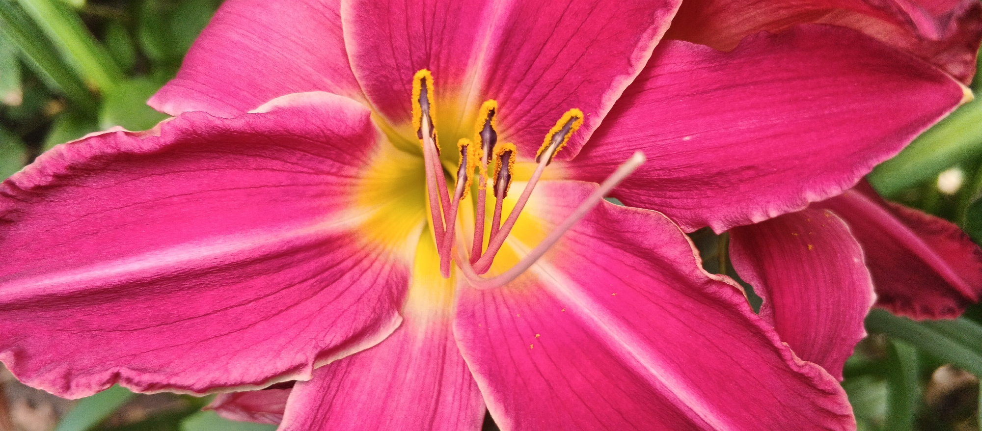 This is a close-up, high-angle, macro photograph of a pink daylily flower. The flower is in focus and takes up most of the frame. The petals are a vibrant fuchsia pink with lighter pink and yellow accents at the base. The stamens are yellow with dark tips and are prominently displayed in the center of the flower. Green foliage is visible in the background, slightly out of focus, suggesting an outdoor setting. The image does not contain any information about the city of Smila, Ukraine, or any people, actions, or interactions.