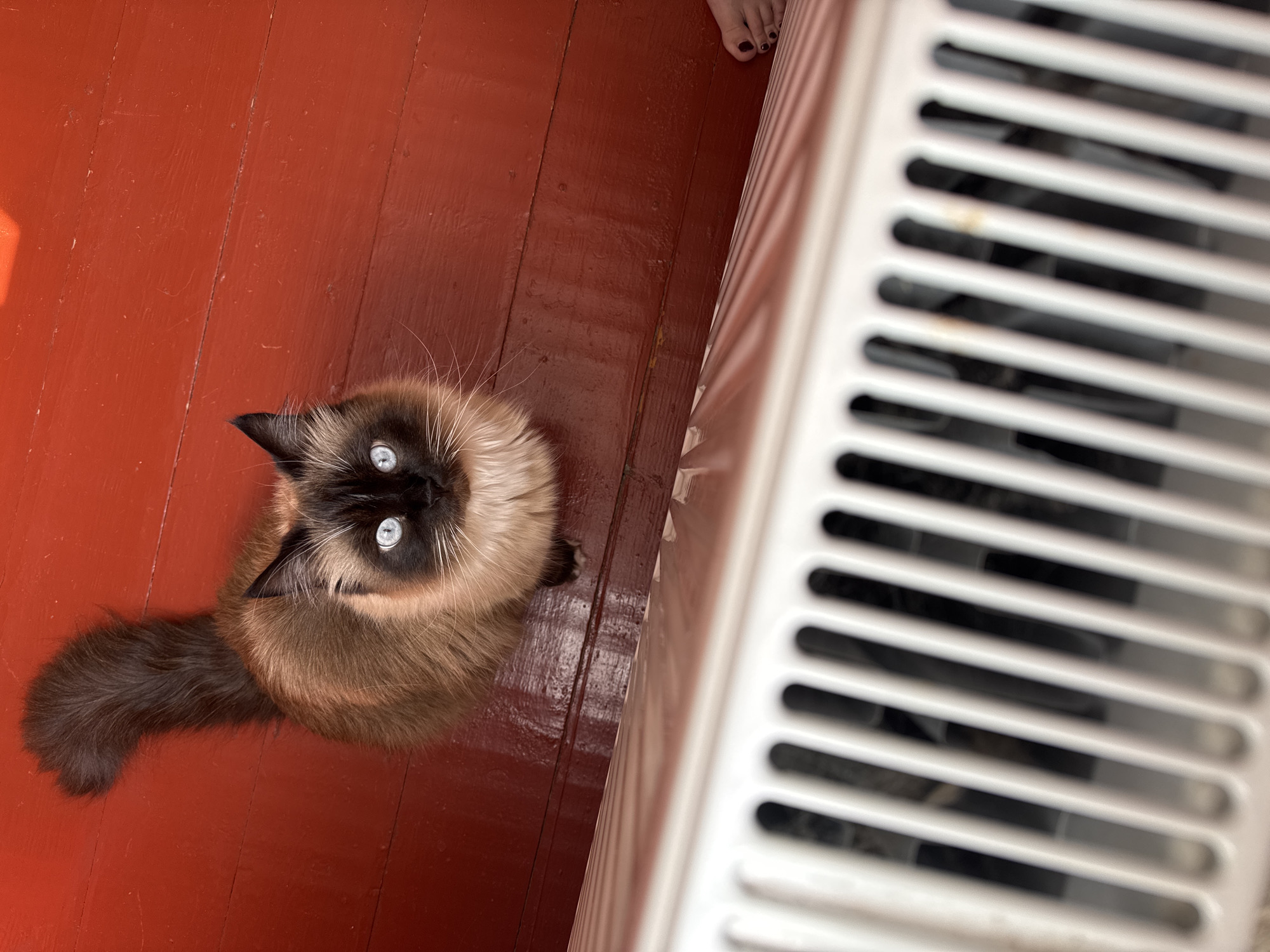 A fluffy Siamese cat with striking blue eyes is captured from a high-angle perspective, looking up at the camera. The cat has dark brown points on its ears and face, with a lighter cream-colored body. Its tail is bushy and dark brown, arched upwards. The cat is positioned on a red wooden floor, which shows some wear and a glossy finish. In the foreground, partially obscuring the cat, is a white, slatted object, likely a radiator or vent. A human foot with dark nail polish is visible on the right side of the frame, near the bottom edge, resting on the floor. The lighting suggests an indoor setting, possibly a home, with light reflecting off the red floor.