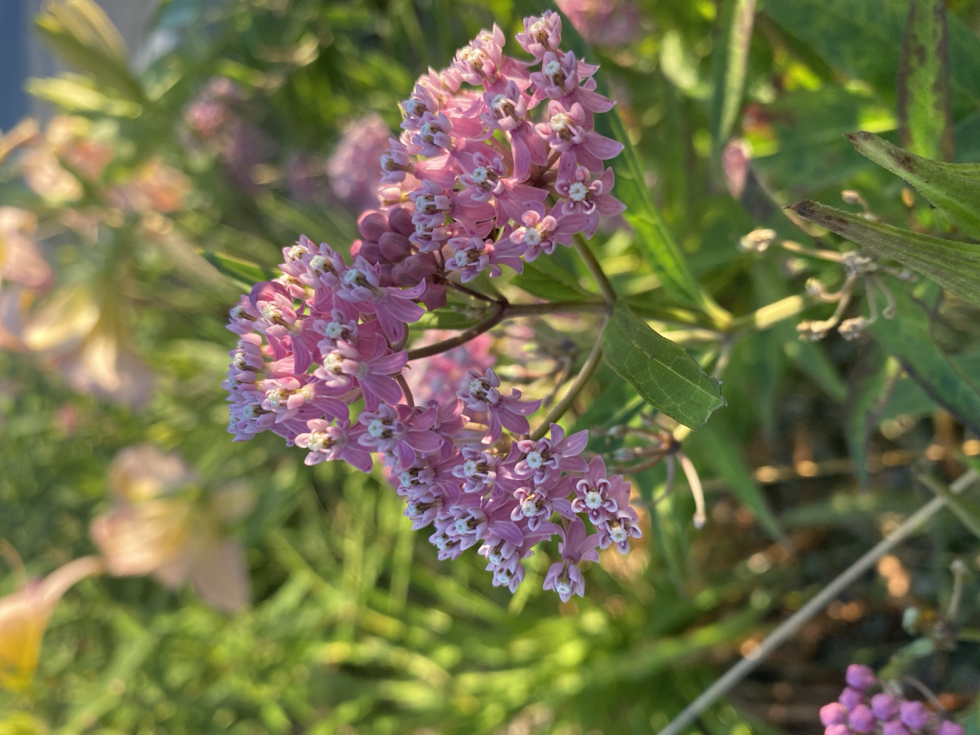 This is a close-up, eye-level, outdoor photograph of a cluster of pink milkweed flowers in Vaudreuil-Dorion, Canada. The flowers are the central subject, with a shallow depth of field rendering the background and foreground soft and out of focus. The lighting suggests it is either early morning or late afternoon, with warm sunlight illuminating the petals and casting a soft glow on the green foliage. The flowers are a vibrant pink with white centers, and their intricate structure is visible. The surrounding environment consists of green grass and other plants, also blurred. No people or animals are visible. The overall impression is one of natural beauty and tranquility.
